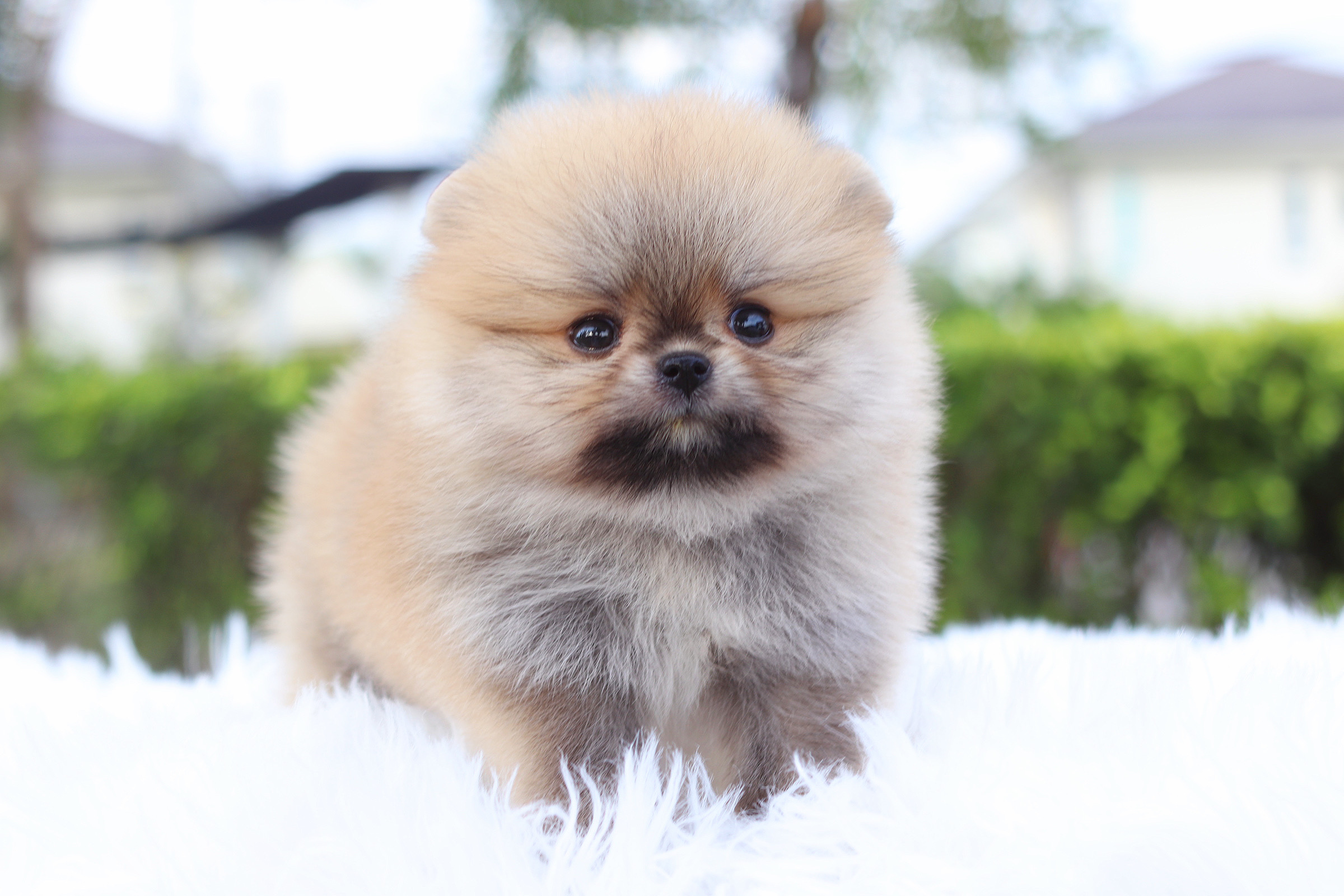 ปอมเมอเรเนียน เพศเมียสีส้ม เกรดโชว์