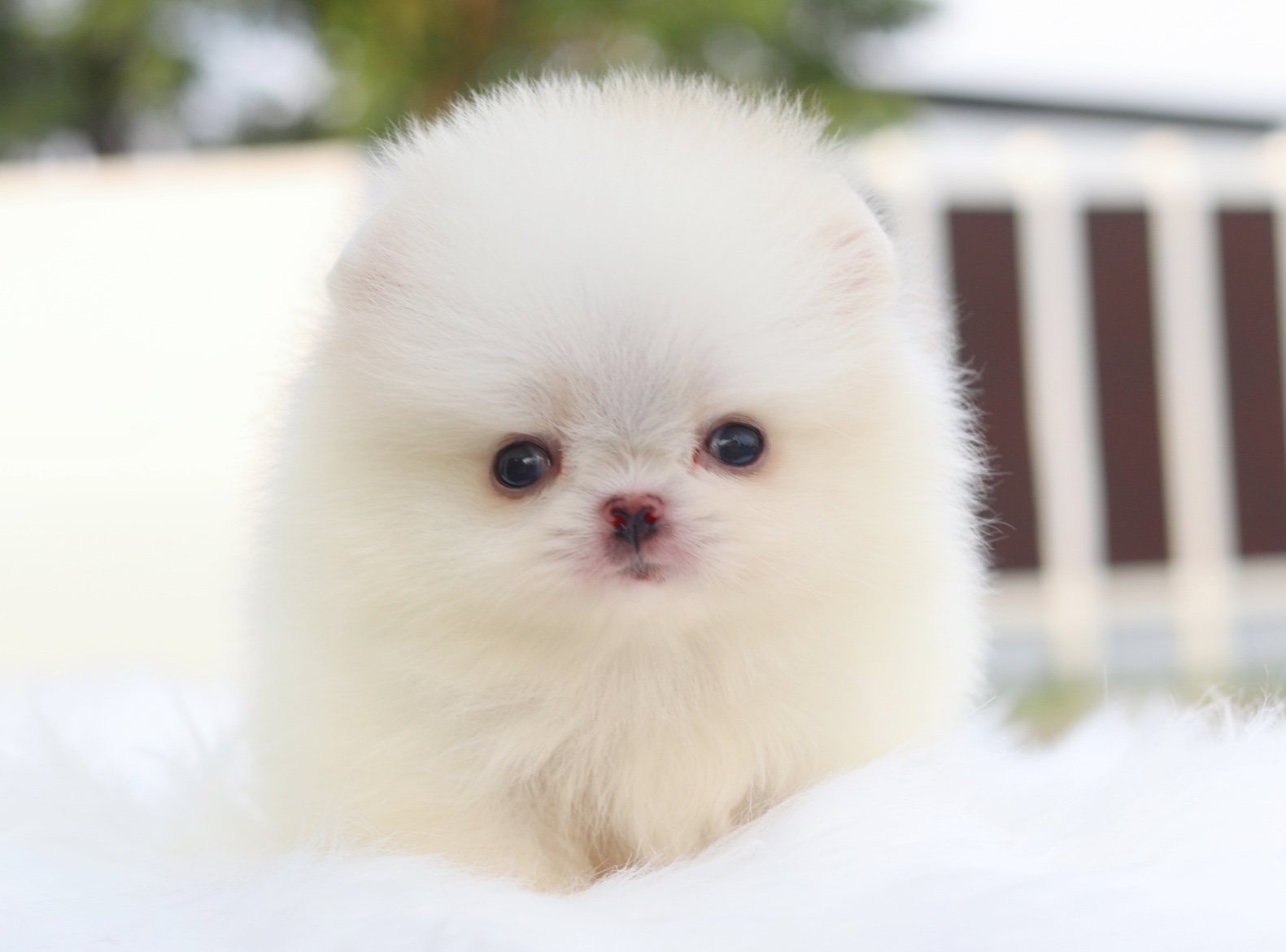 ปอมเมอเรเนียน เพศเมียสีขาวครีมเกรดโชว์พร้อมใบเพ็ด