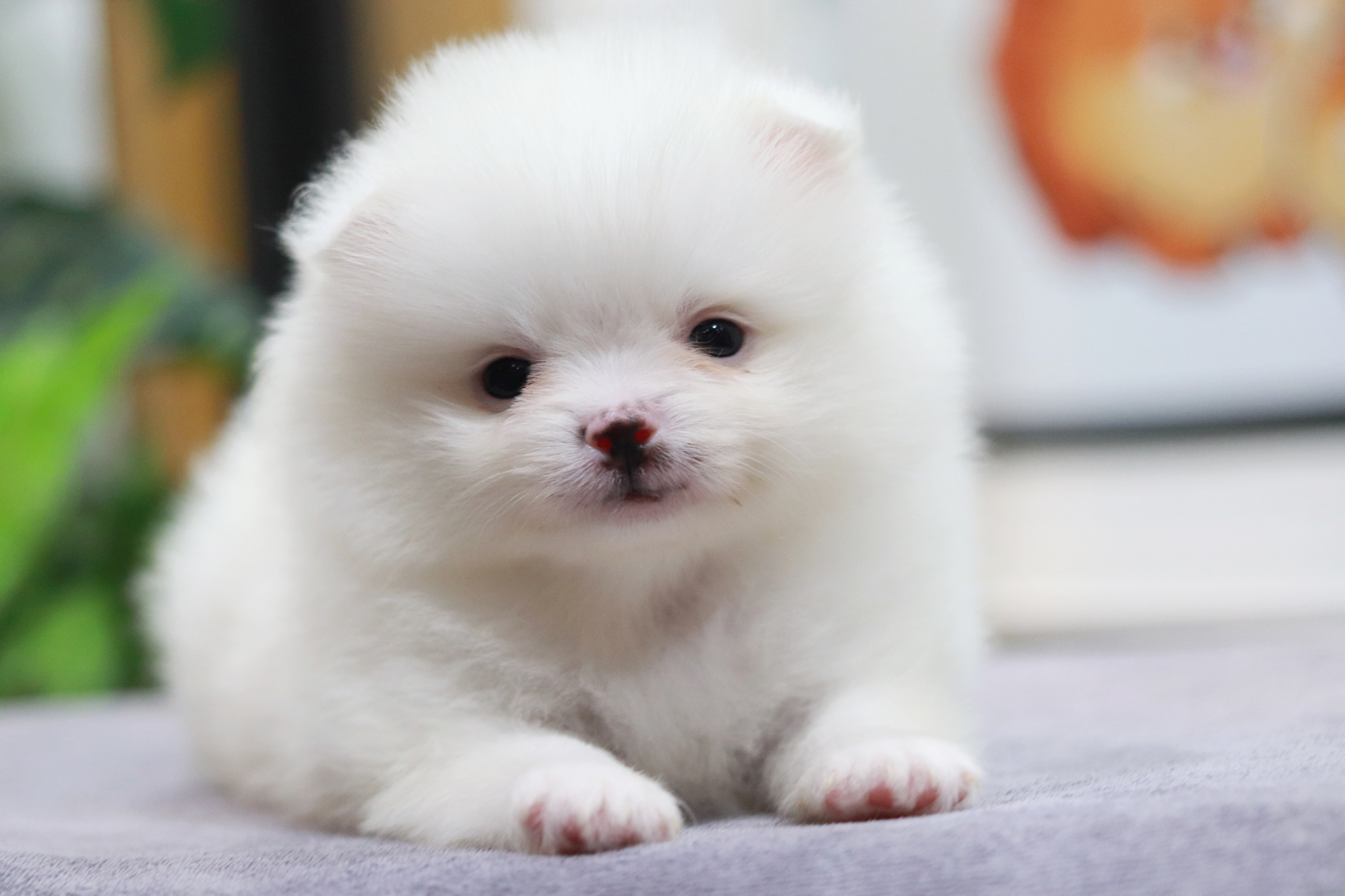 ปอมเมอเรเนียน เพศผู้ขาว