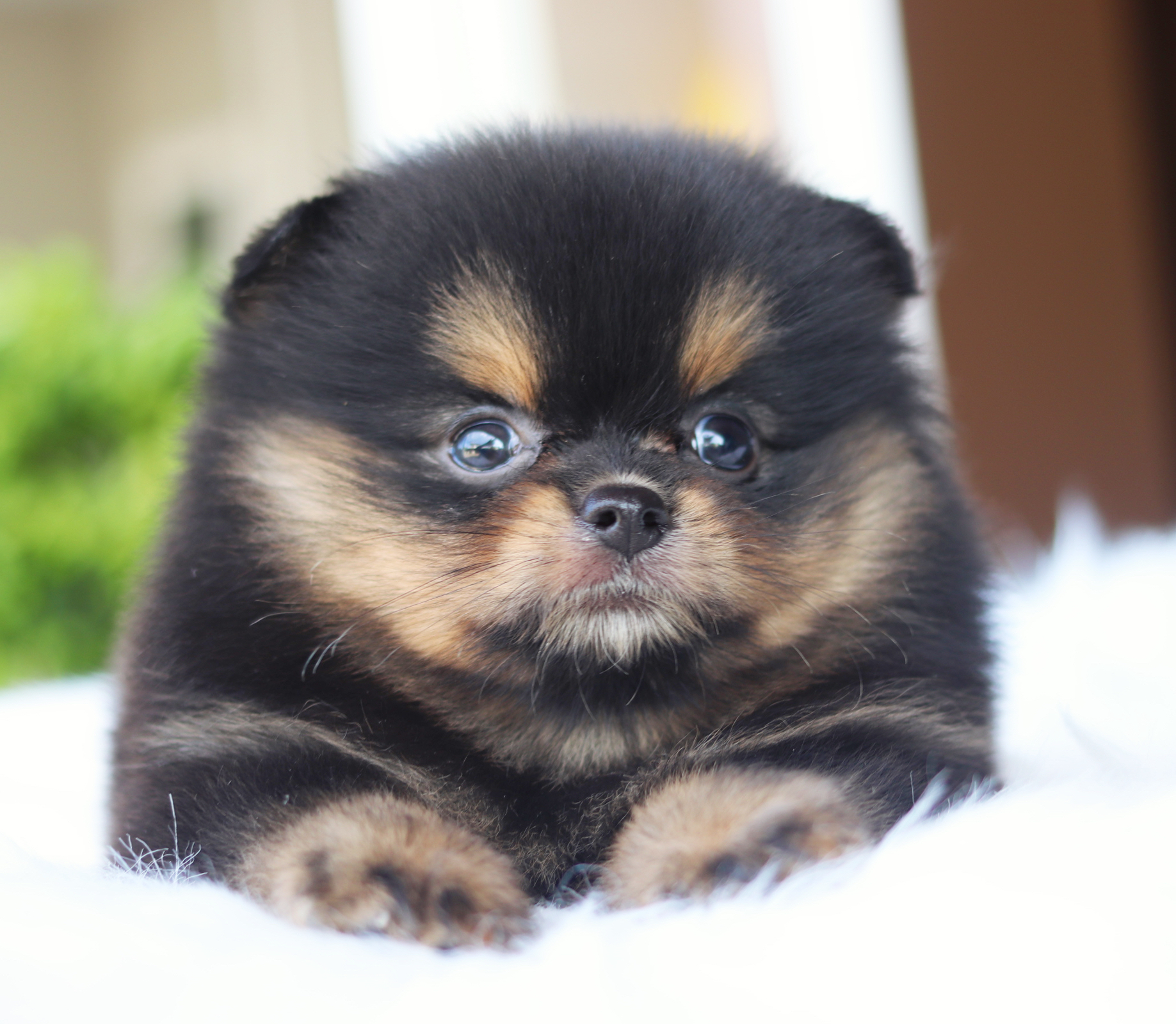 ปอมเมอเรเนียน เพศเมียสีแบล็คแทน