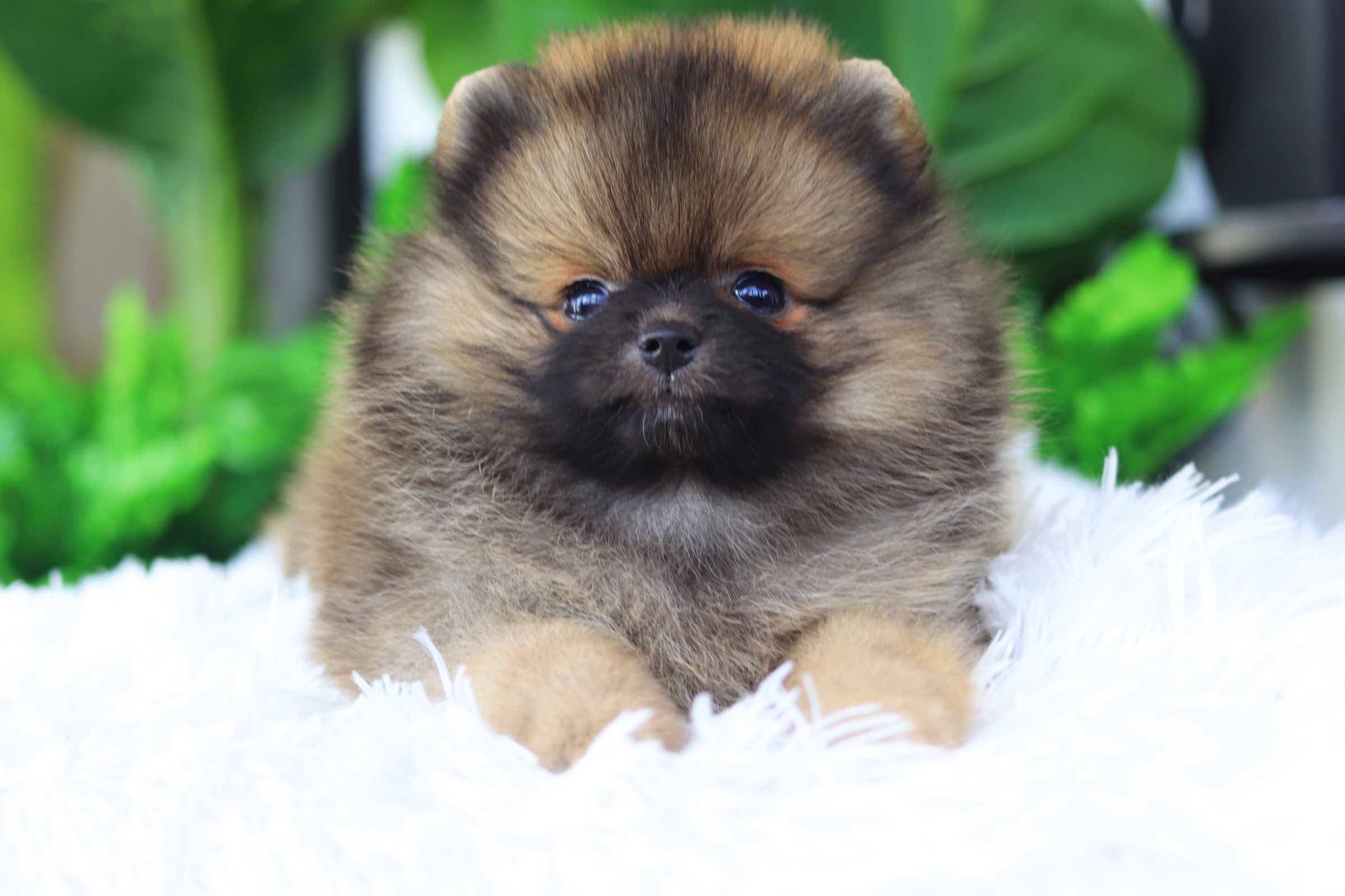 ปอมเมอเรเนียน เพศเมียสีส้มเซเบิ้ล