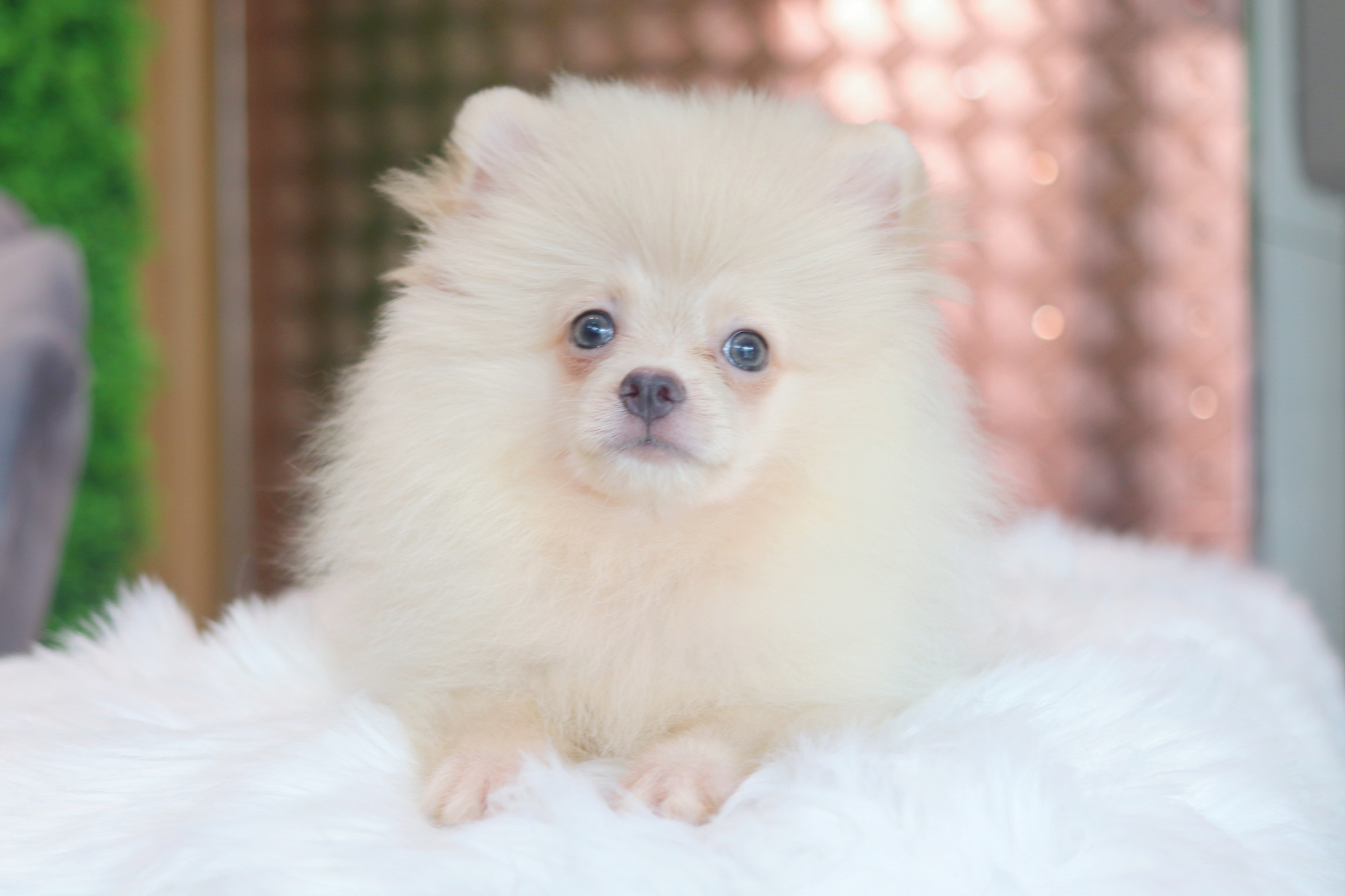 ปอมเมอเรเนียน เพศผู้สีขาวครีม