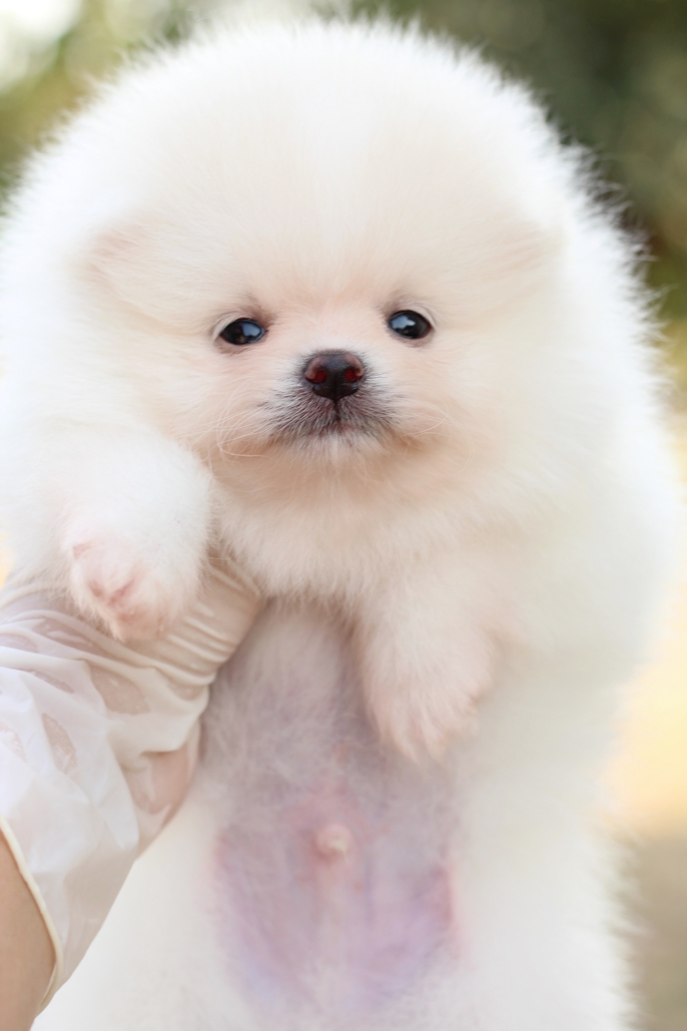 ปอมเมอเรเนียน เพศผู้ ขาวครีม