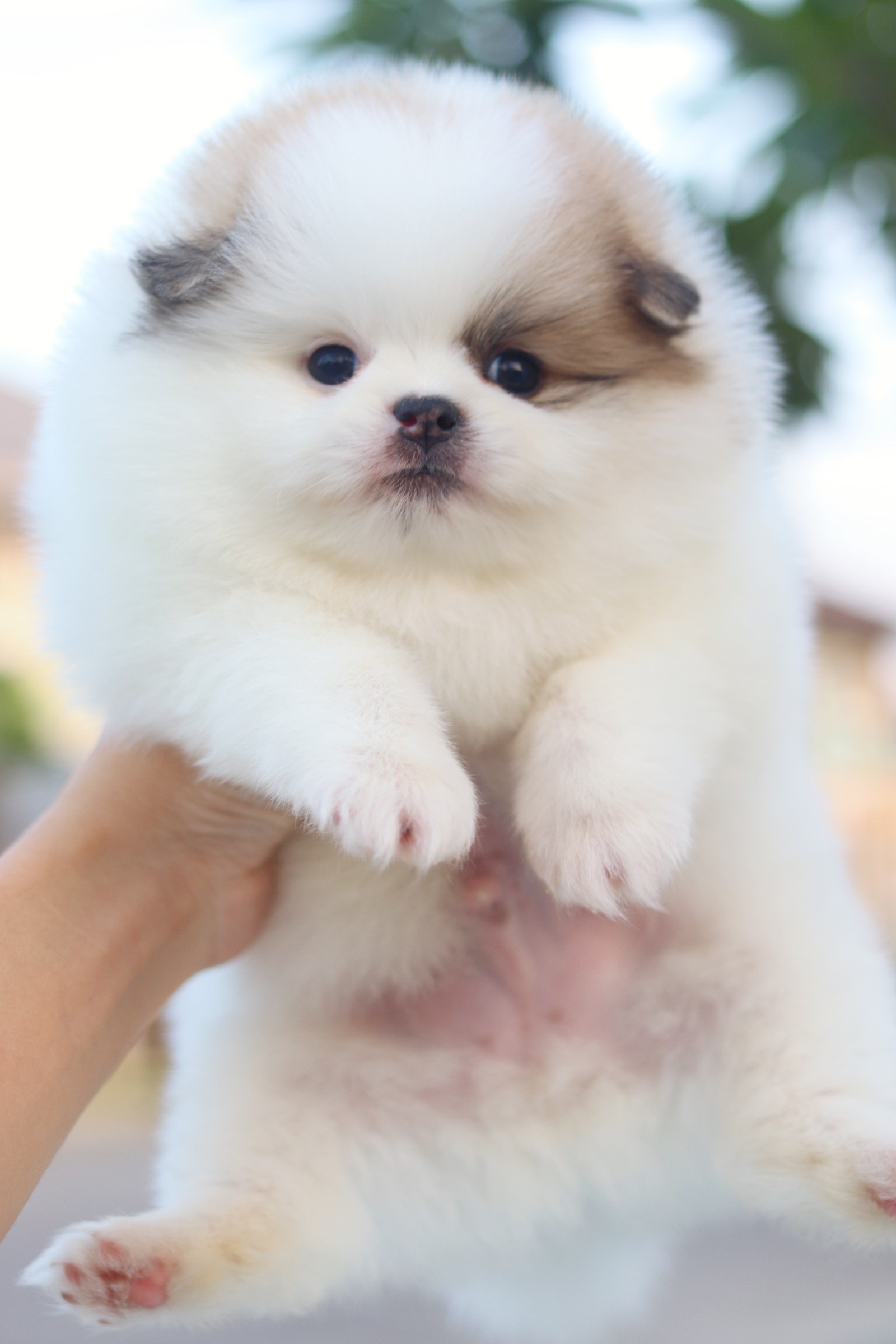 ปอมเมอเรเนียน เพศผู้ สีแฟนซี