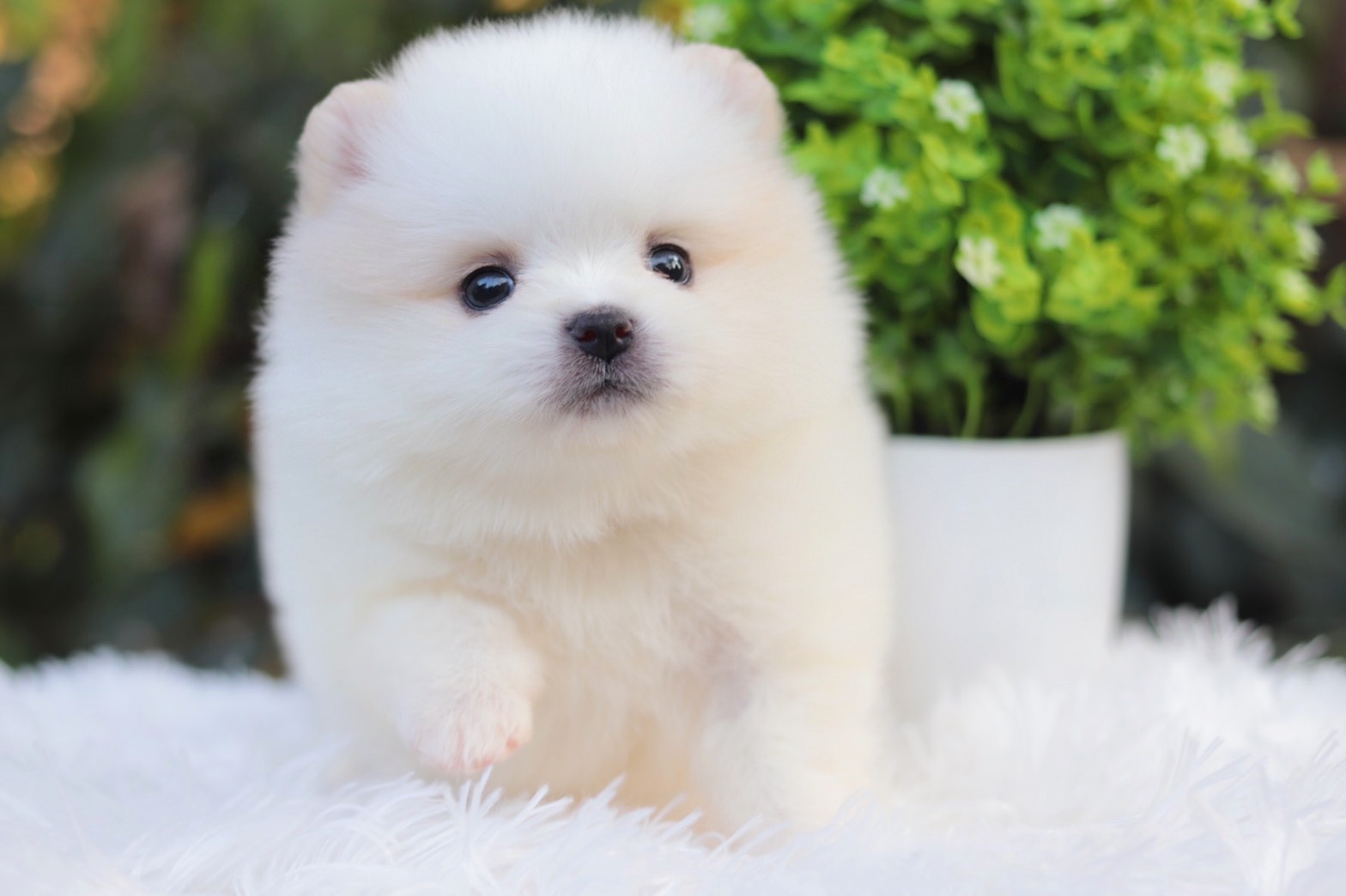 ปอมเมอเรเนียน เพศเมียสีขาวครีม ไซส์เล็ก