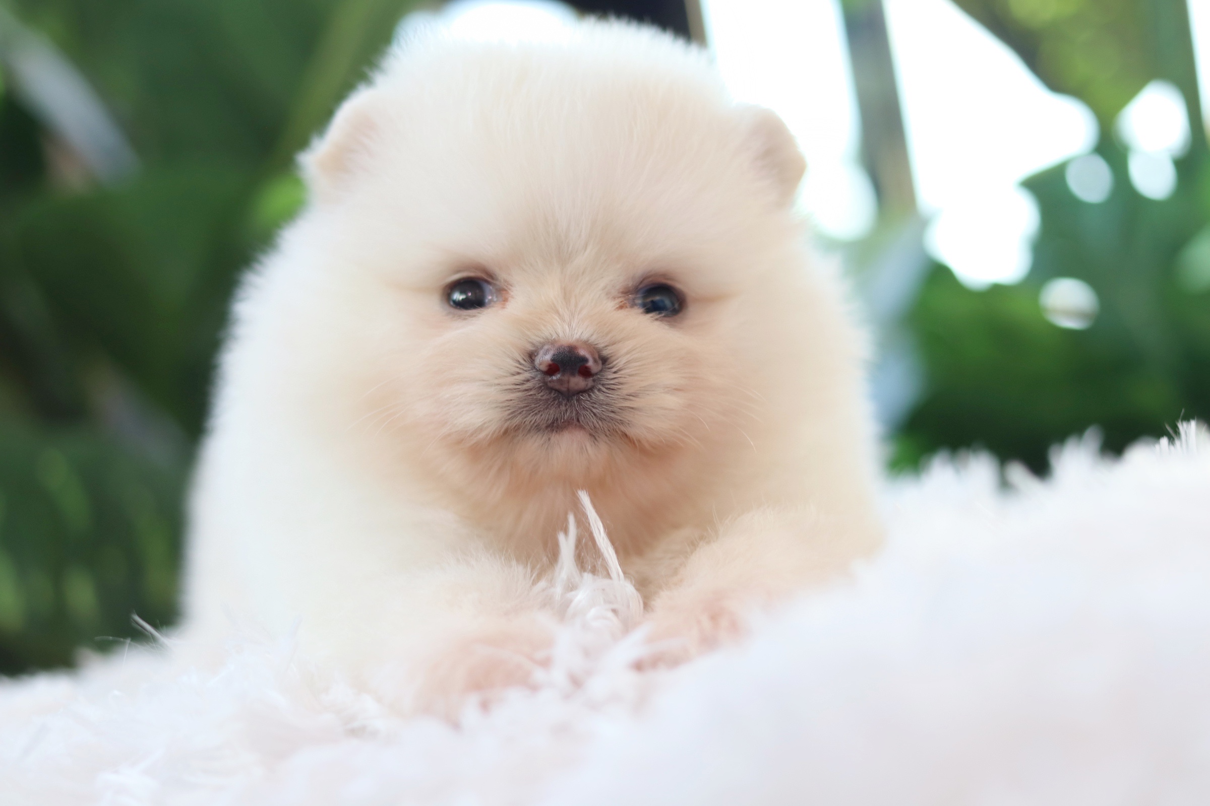 ปอมเมอเรเนียน เพศผู้สีขาวครีม