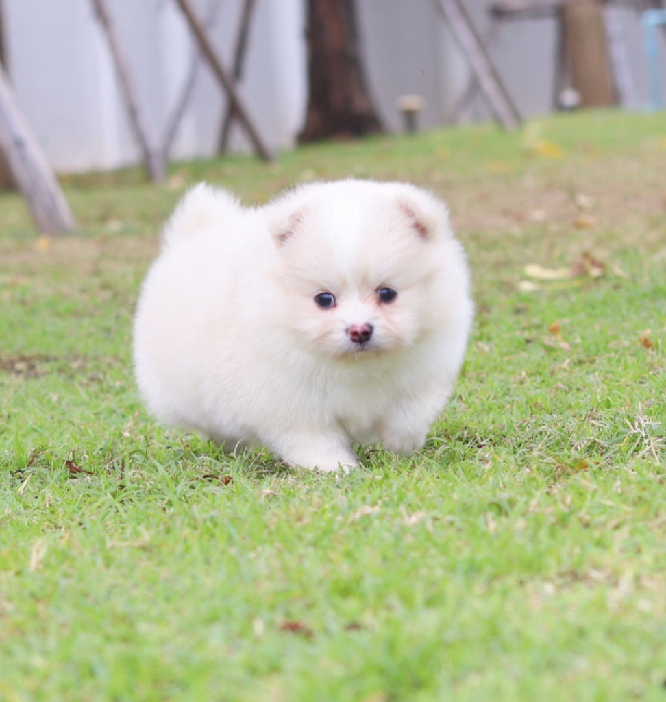 ปอมเมอเรเนียน เพศผู้ สีครีม