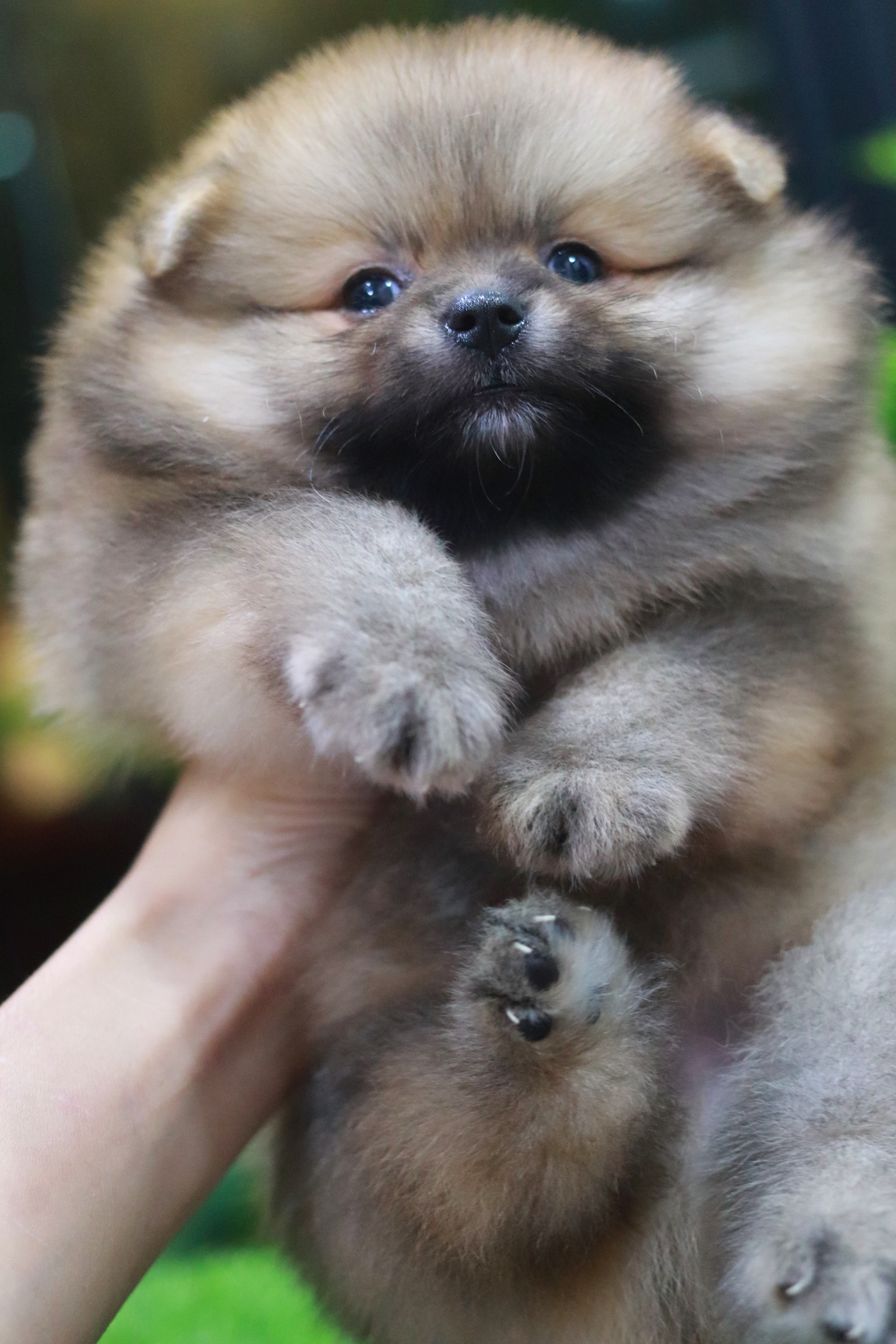 ปอมเมอเรเนียน เพศผู้สีส้ม ขนแน่นๆ