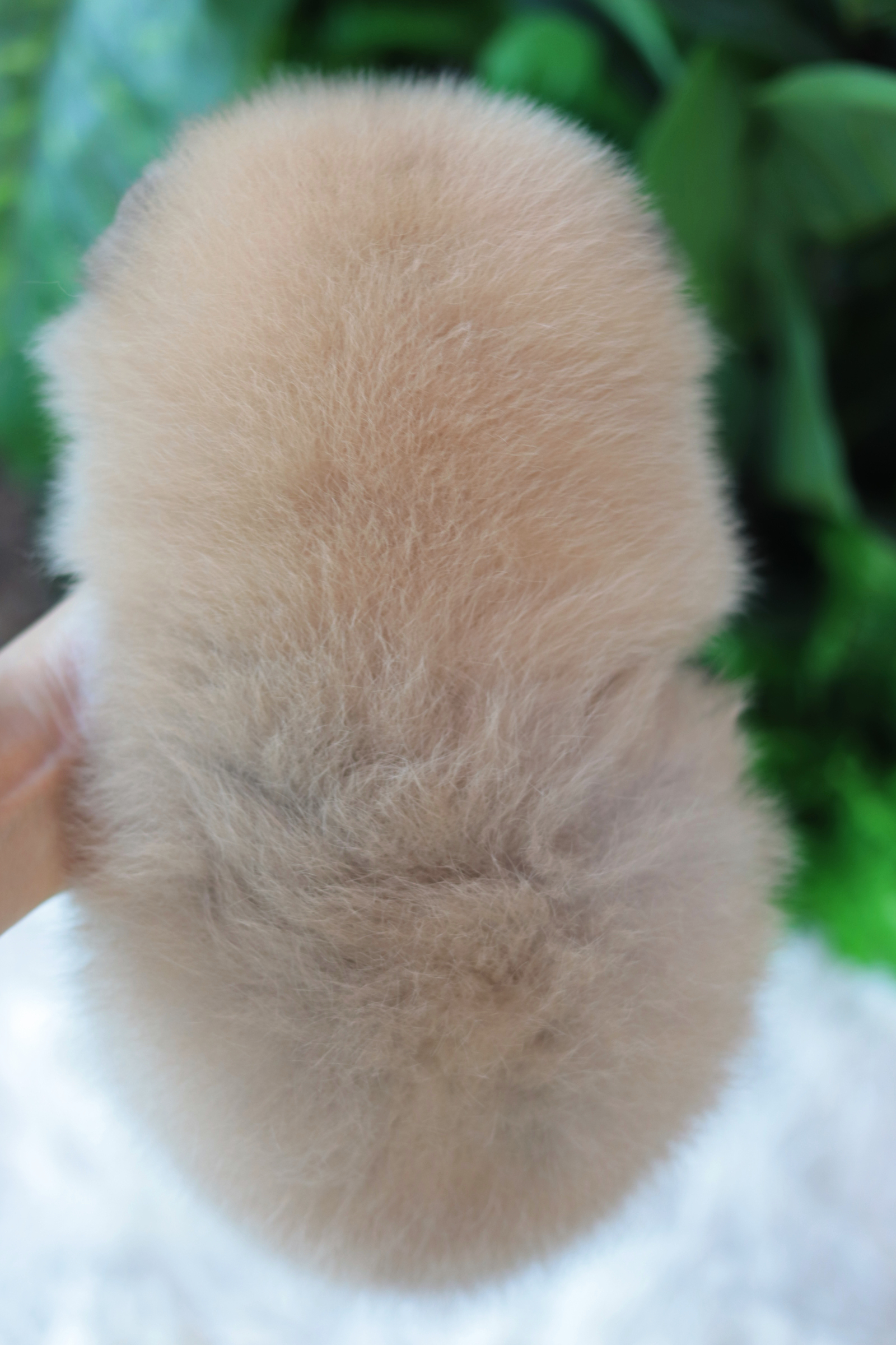 ปอมเมอเรเนียน เพศผู้สีส้ม