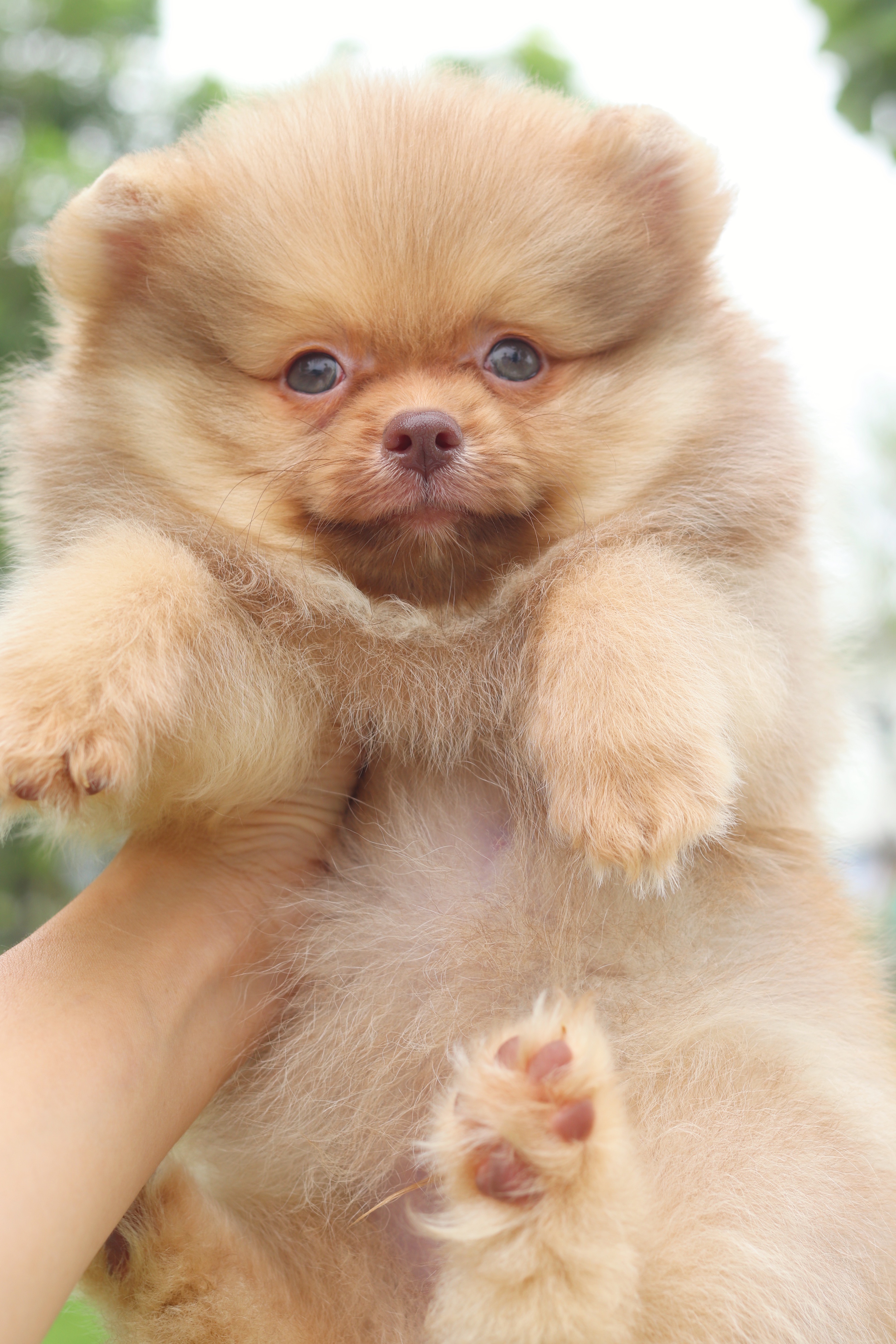 ปอมเมอเรเนียน เพศผู้สีส้ม