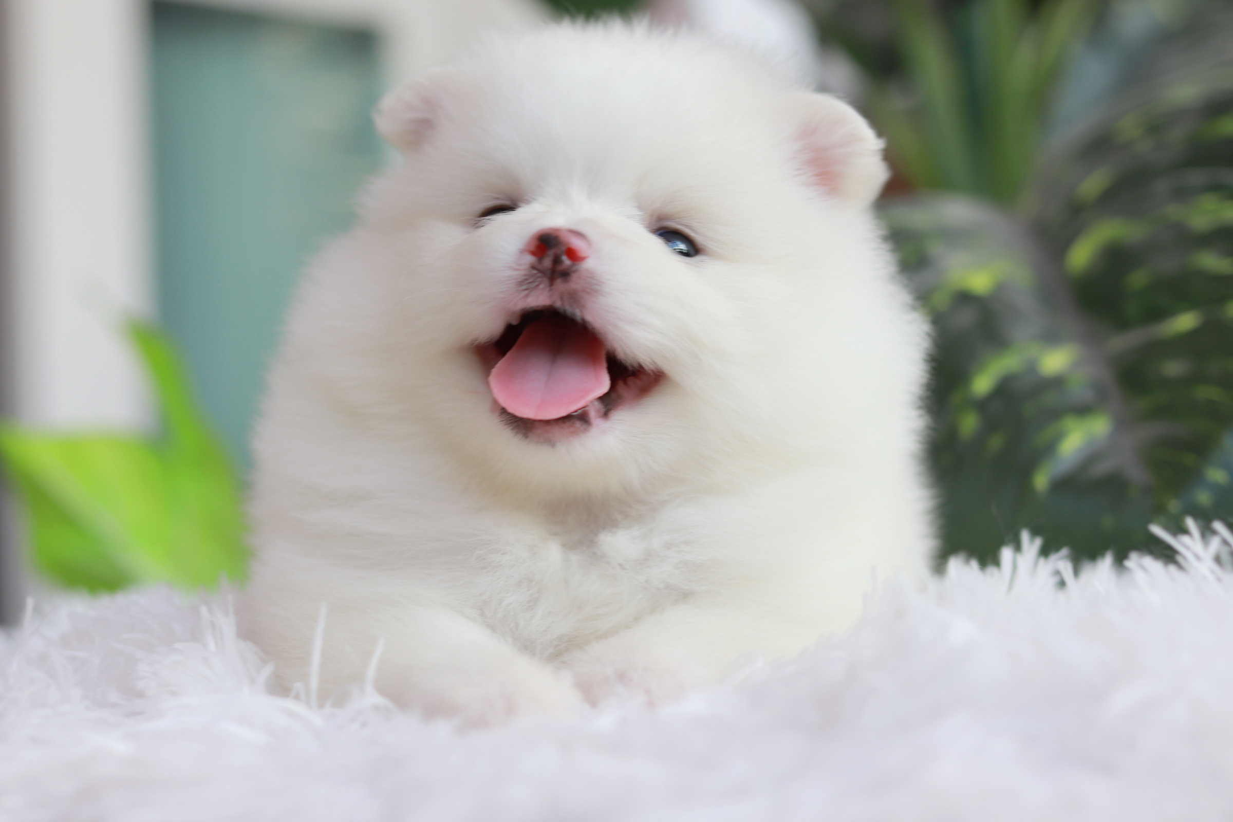 ปอมเมอเรเนียน เพศผู้ สีขาว