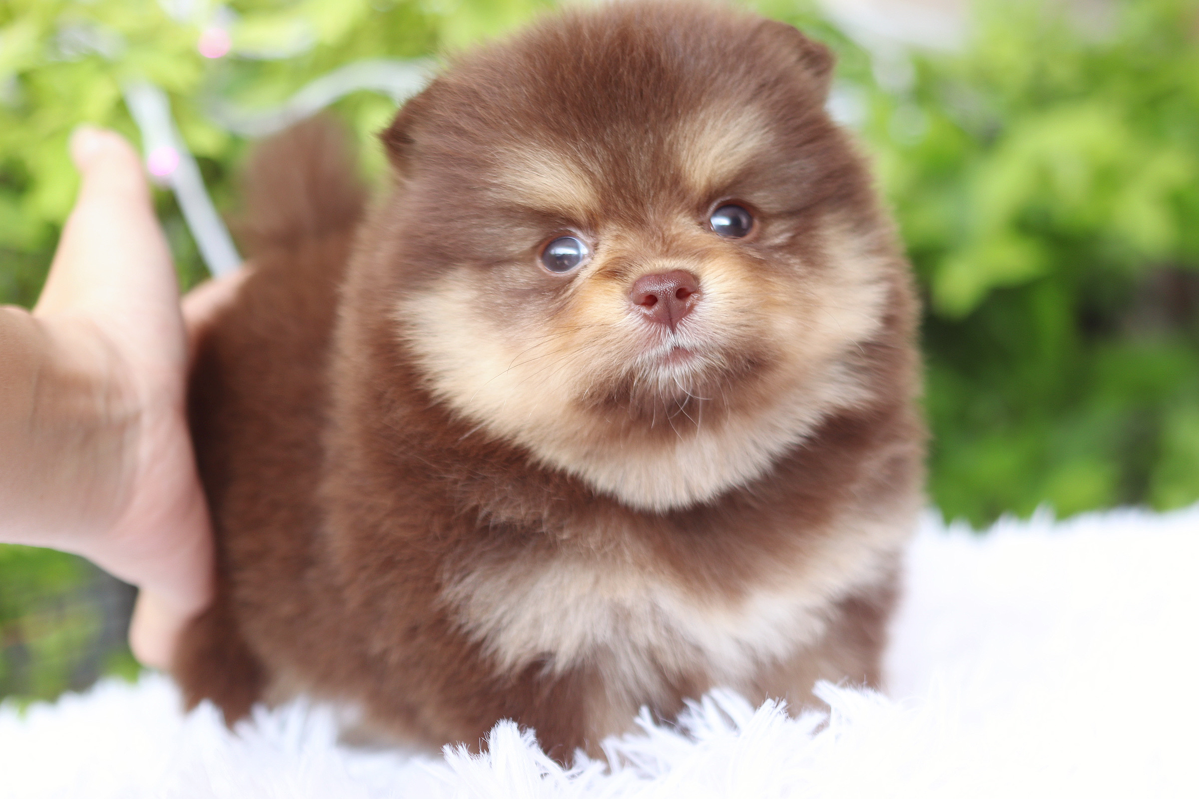 ปอมเมอเรเนียน เพศเมียสีช็อคแทน เกรดโชว์