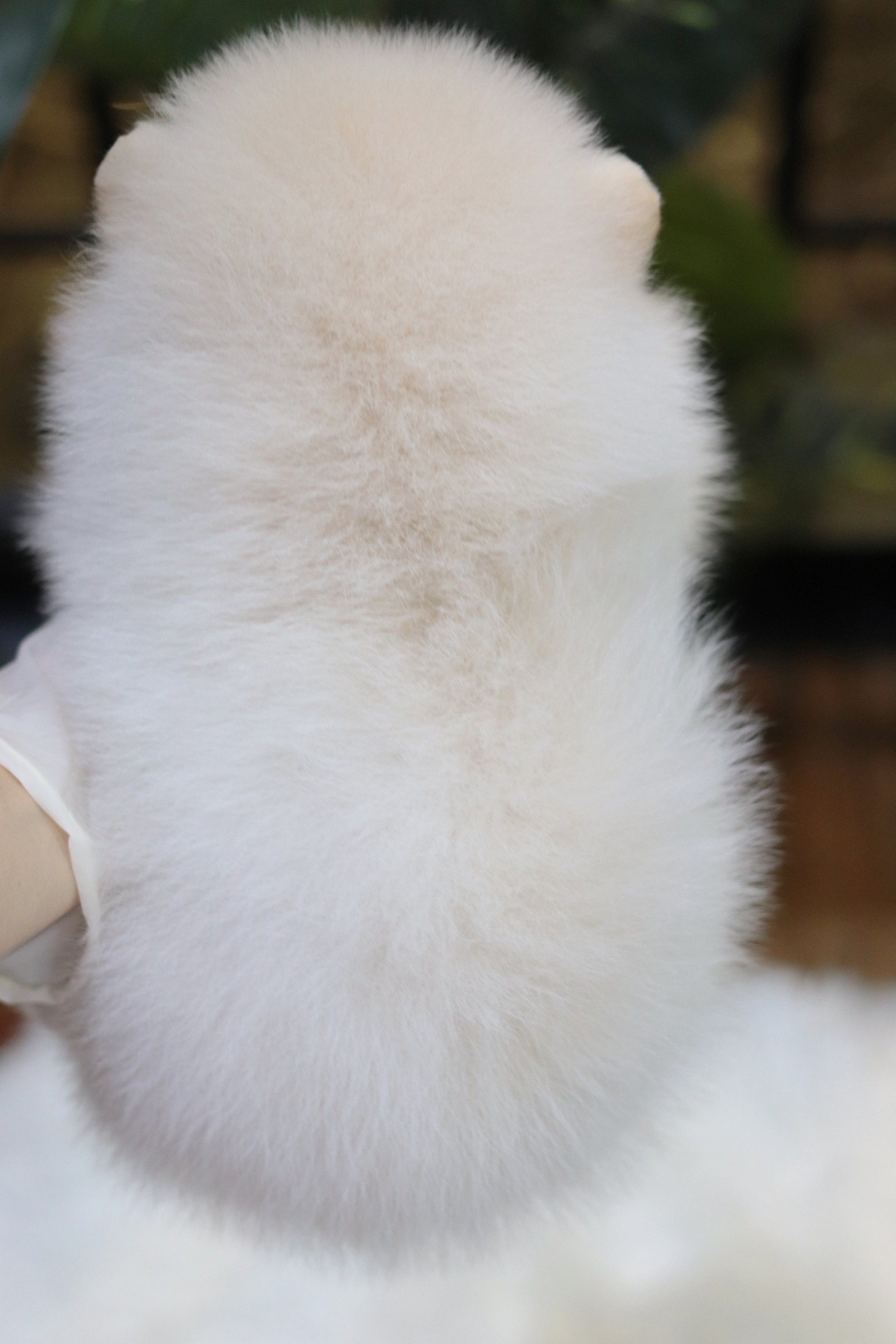 ปอมเมอเรเนียน เพศเมียสีขาว ครีม