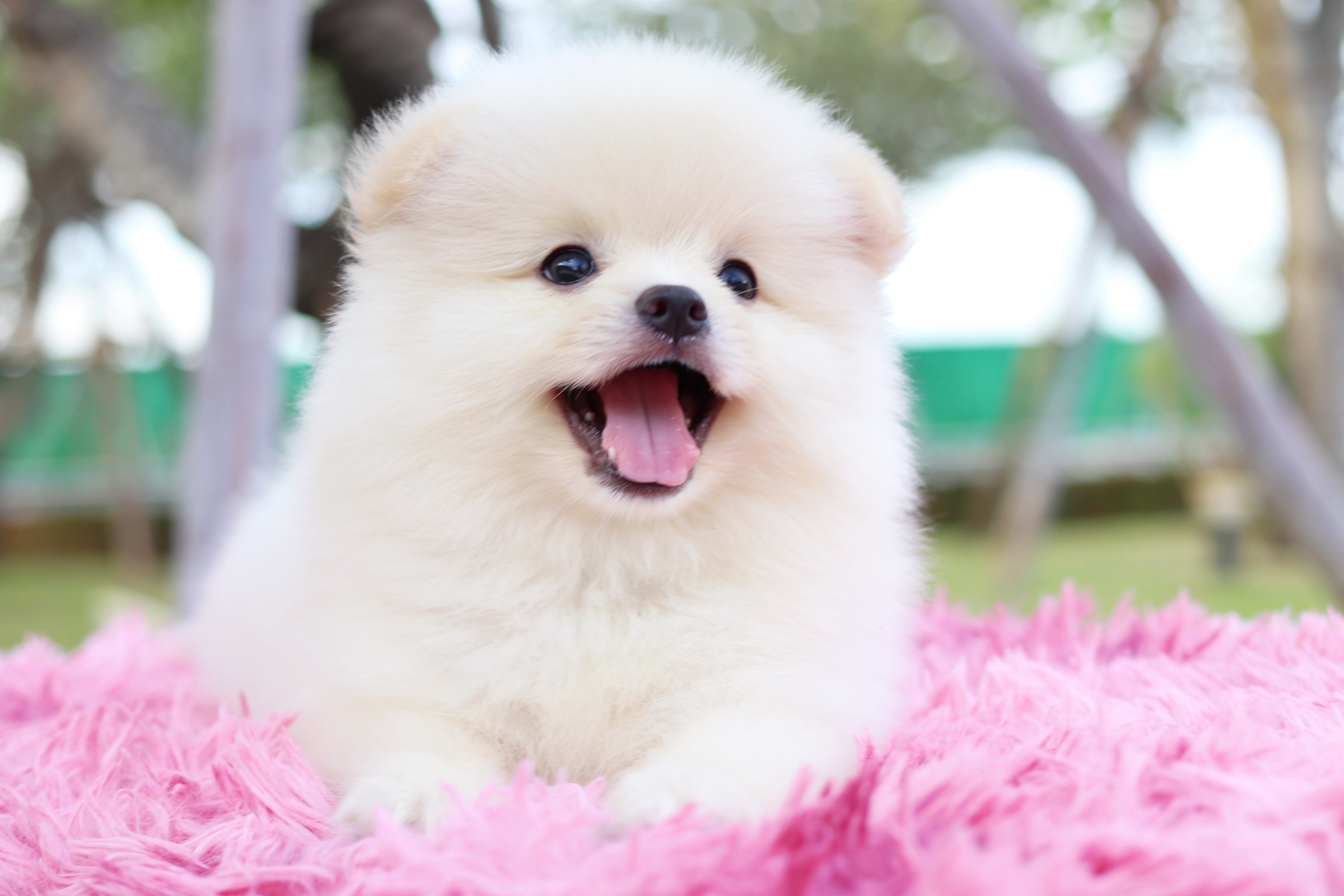 ปอมเมอเรเนียน เพศผู้ สีขาวครีม