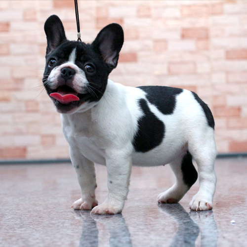 สาวน้อย ลายวัว ยิ้มเก่ง หน้าตามีความสุข