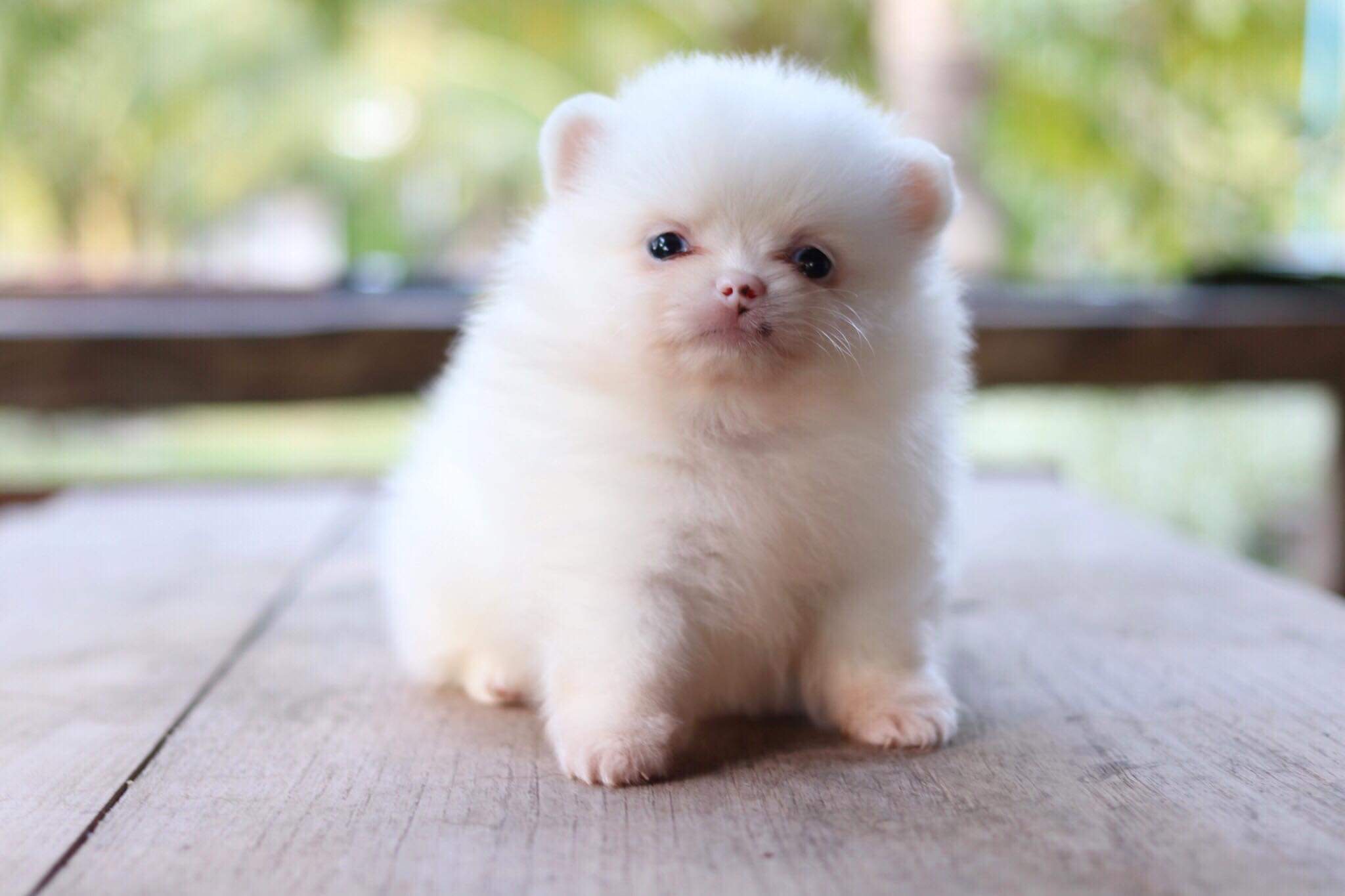 ปอมเมอเรเนียน เพศเมีย