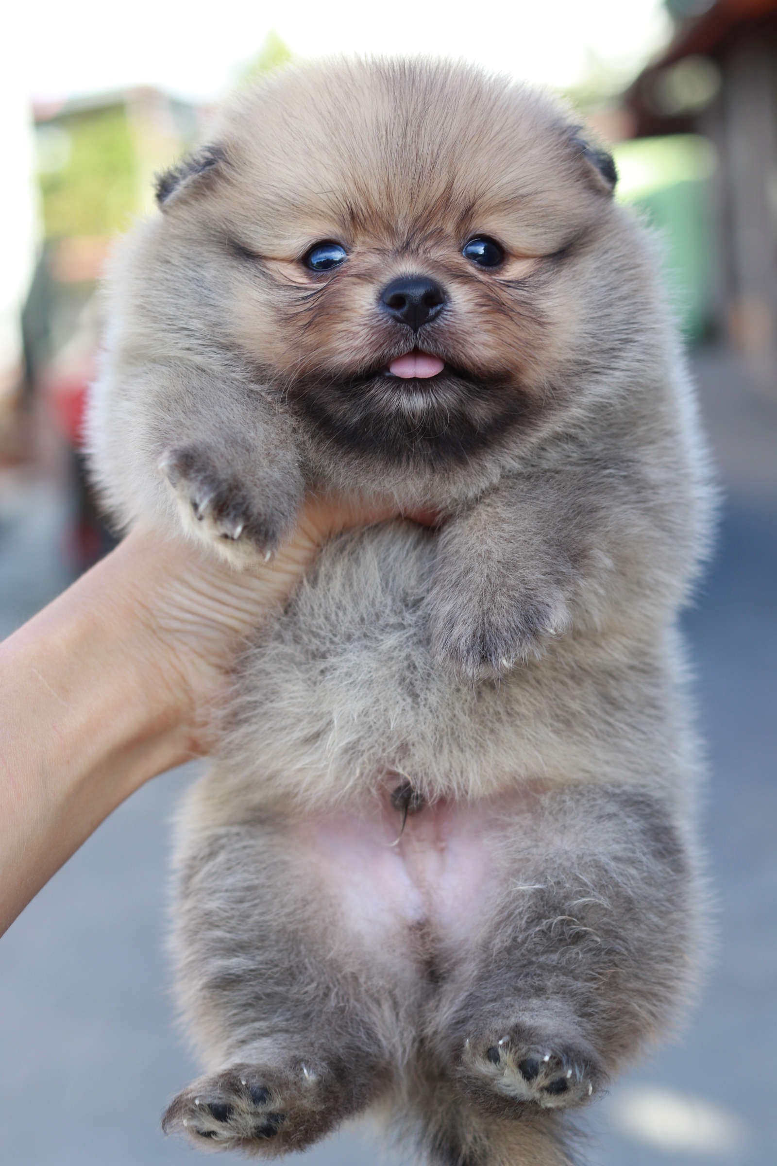 ปอมเมอเรเนียน เพศผู้ สีส้ม