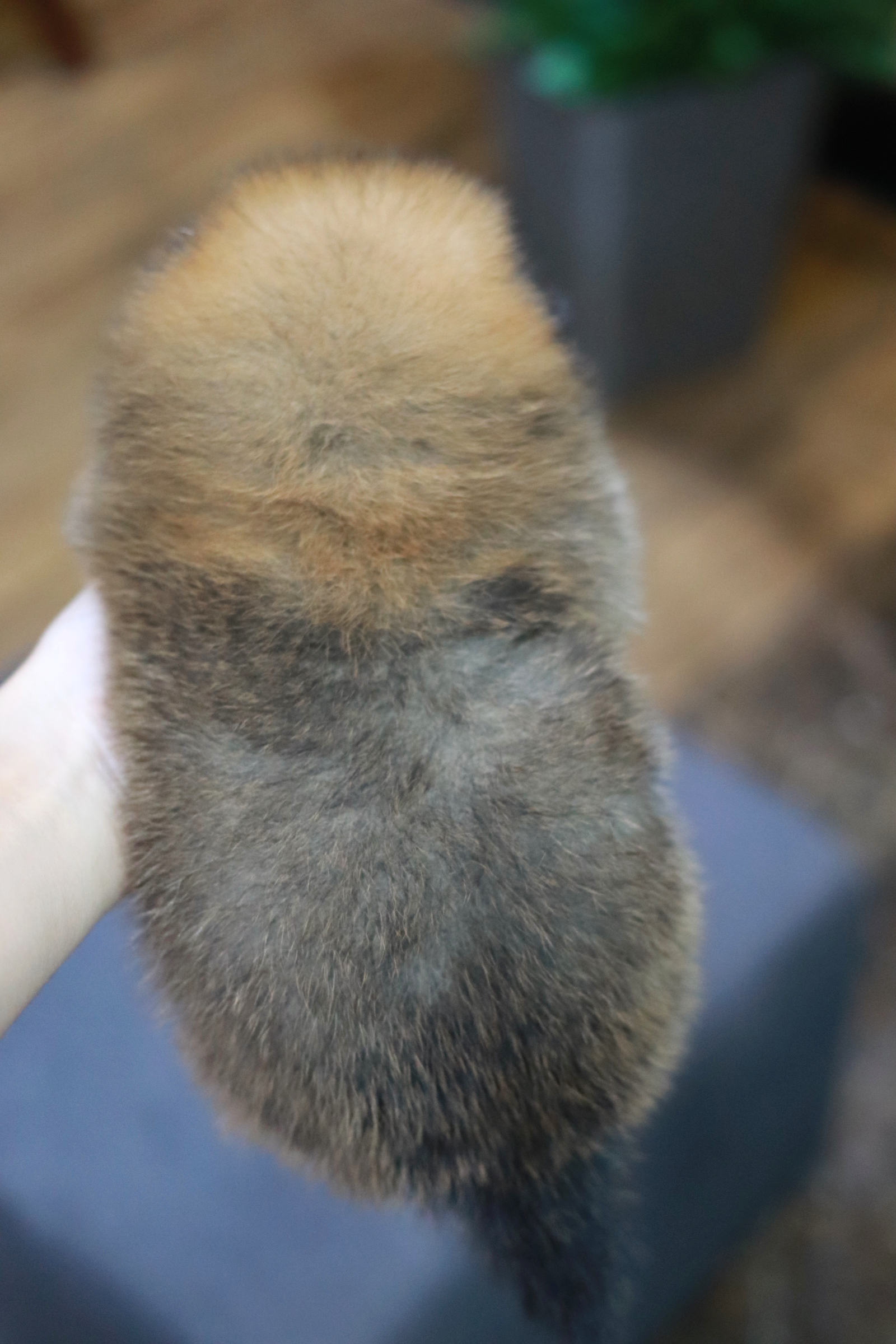 ปอมเมอเรเนียน เพศเมีย