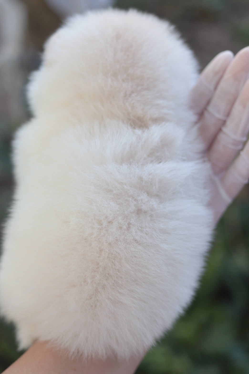 ปอมเมอเรเนียน เพศเมียสีขาวครีม ไซส์เล็ก