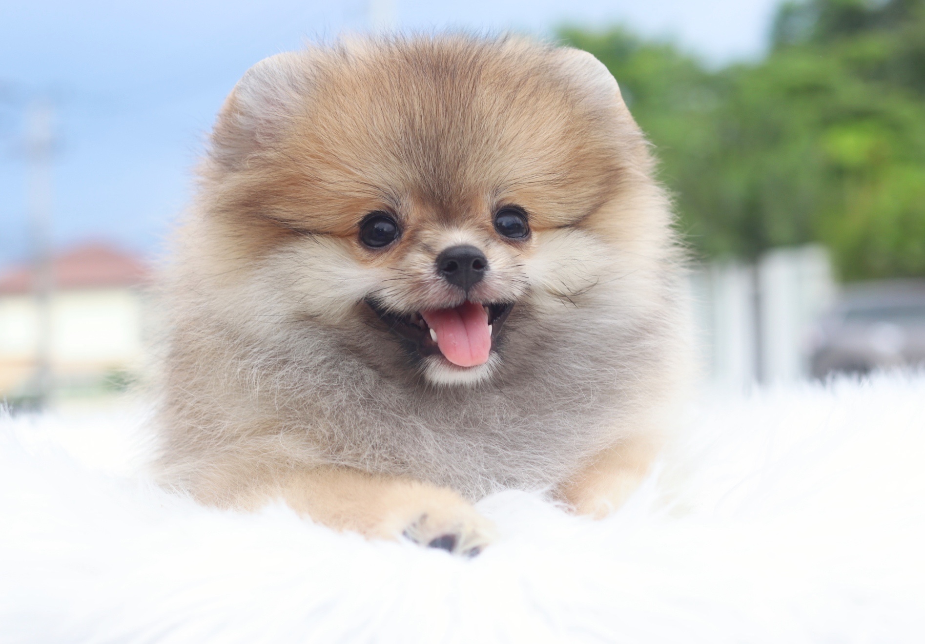 ปอมเมอเรเนียน เพศเมียสีส้ม