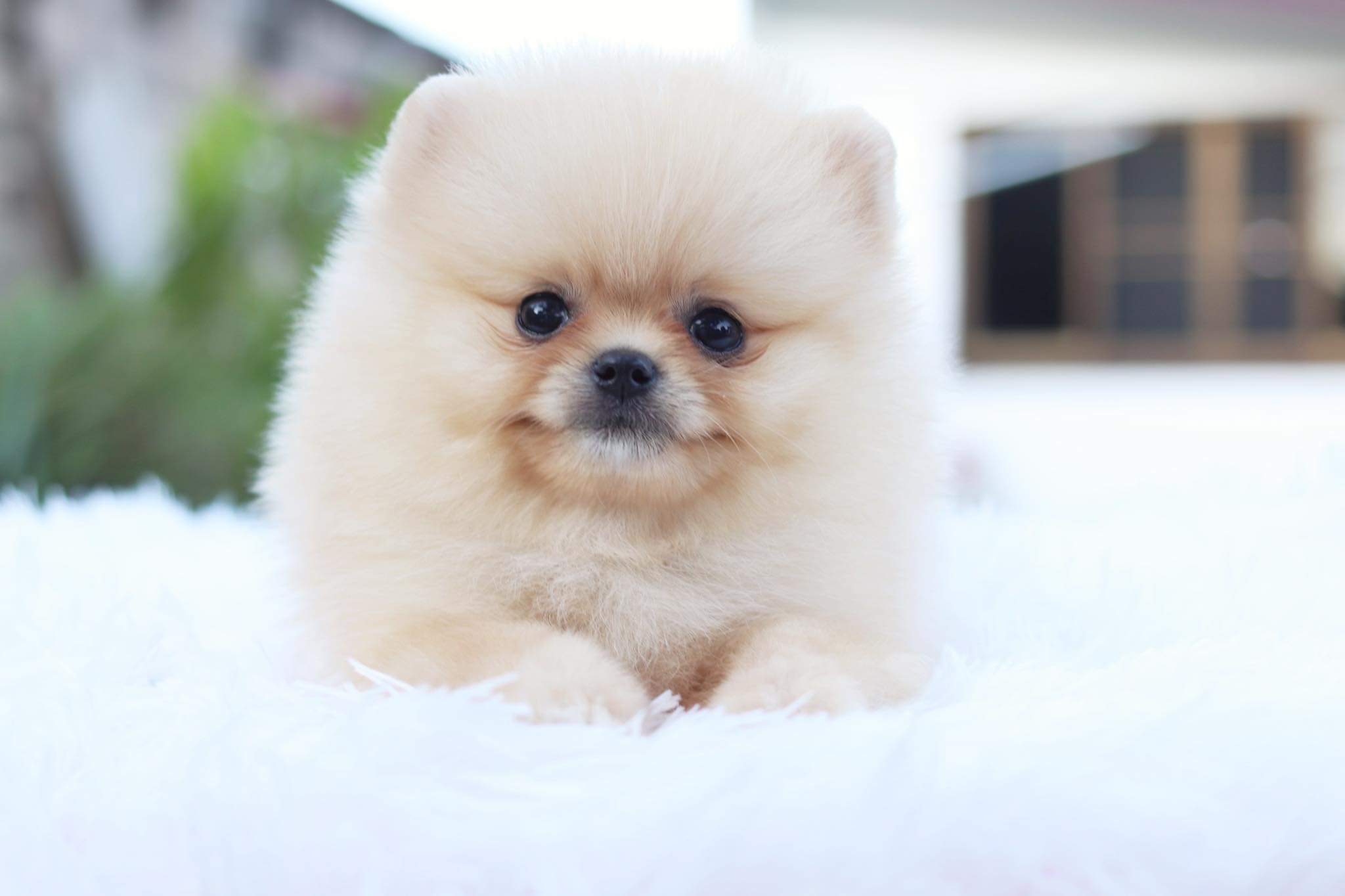 ปอมเมอเรเนียน เพศผู้ สีครีม ไซด์เล็ก