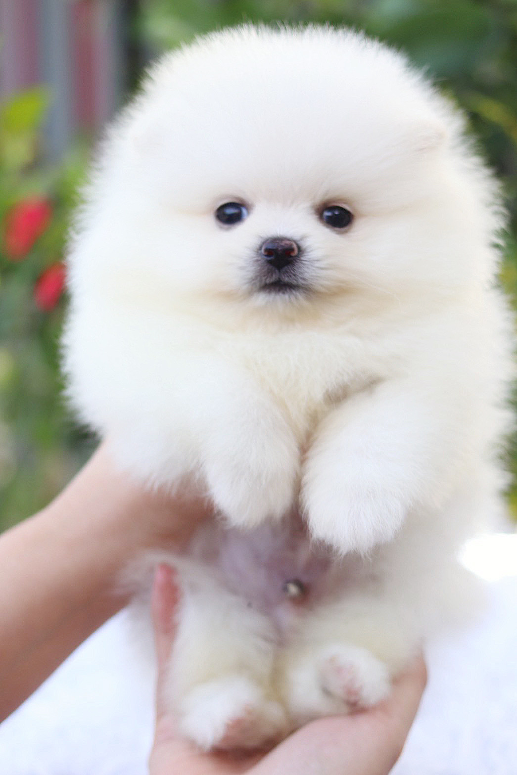 ปอมเมอเรเนียน เพศผู้สีขาวครีม