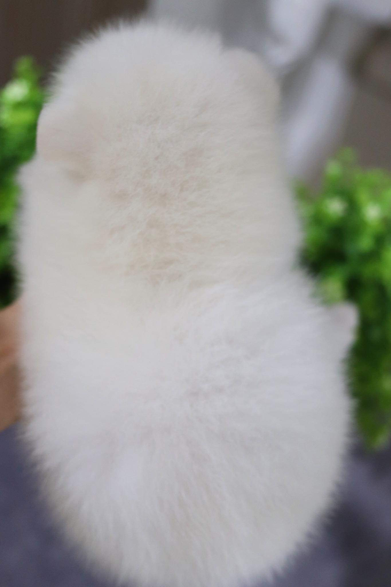 ปอมเมอเรเนียน เพศผู้