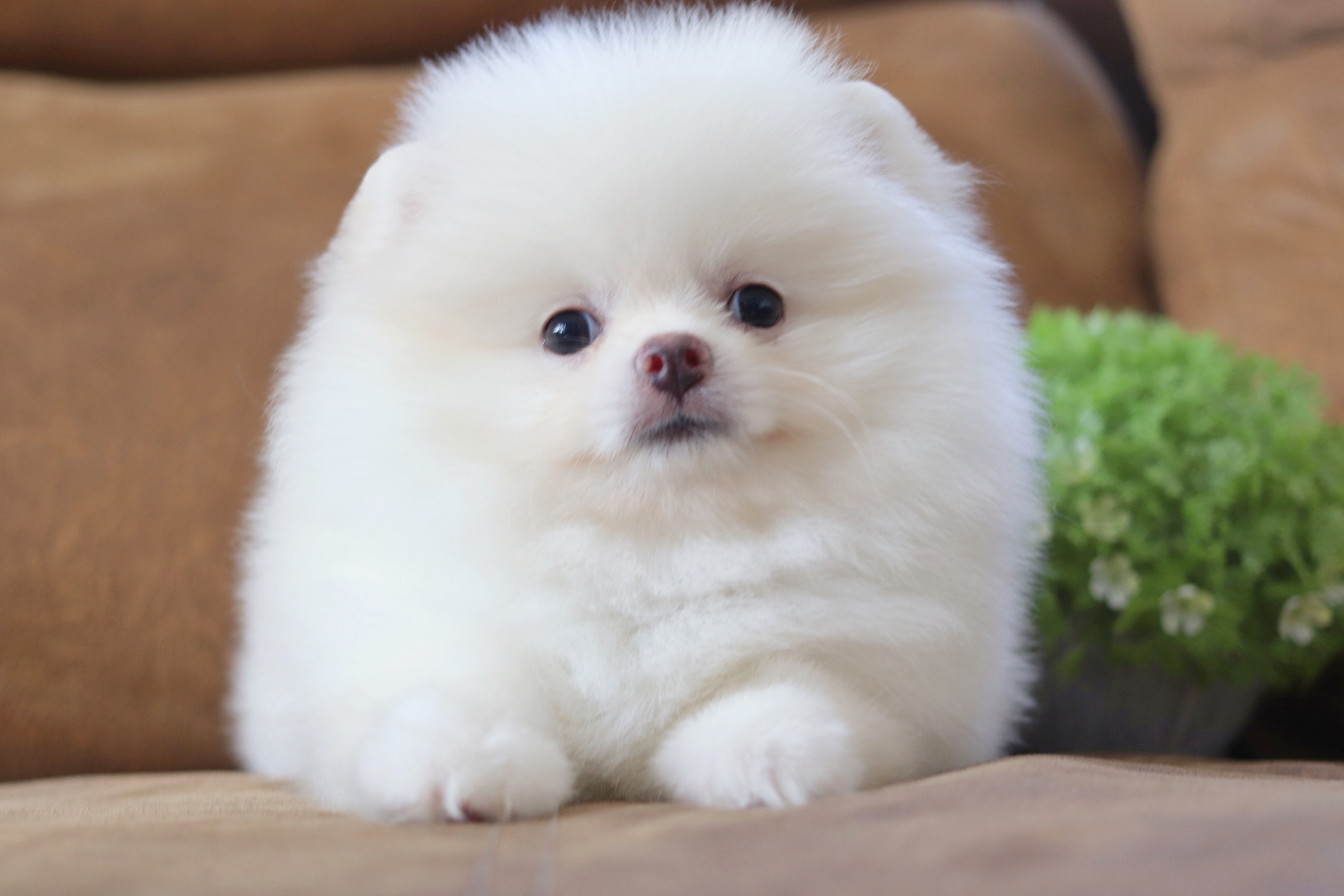 ปอมเมอเรเนียน เพศผู้สีขาวครีม