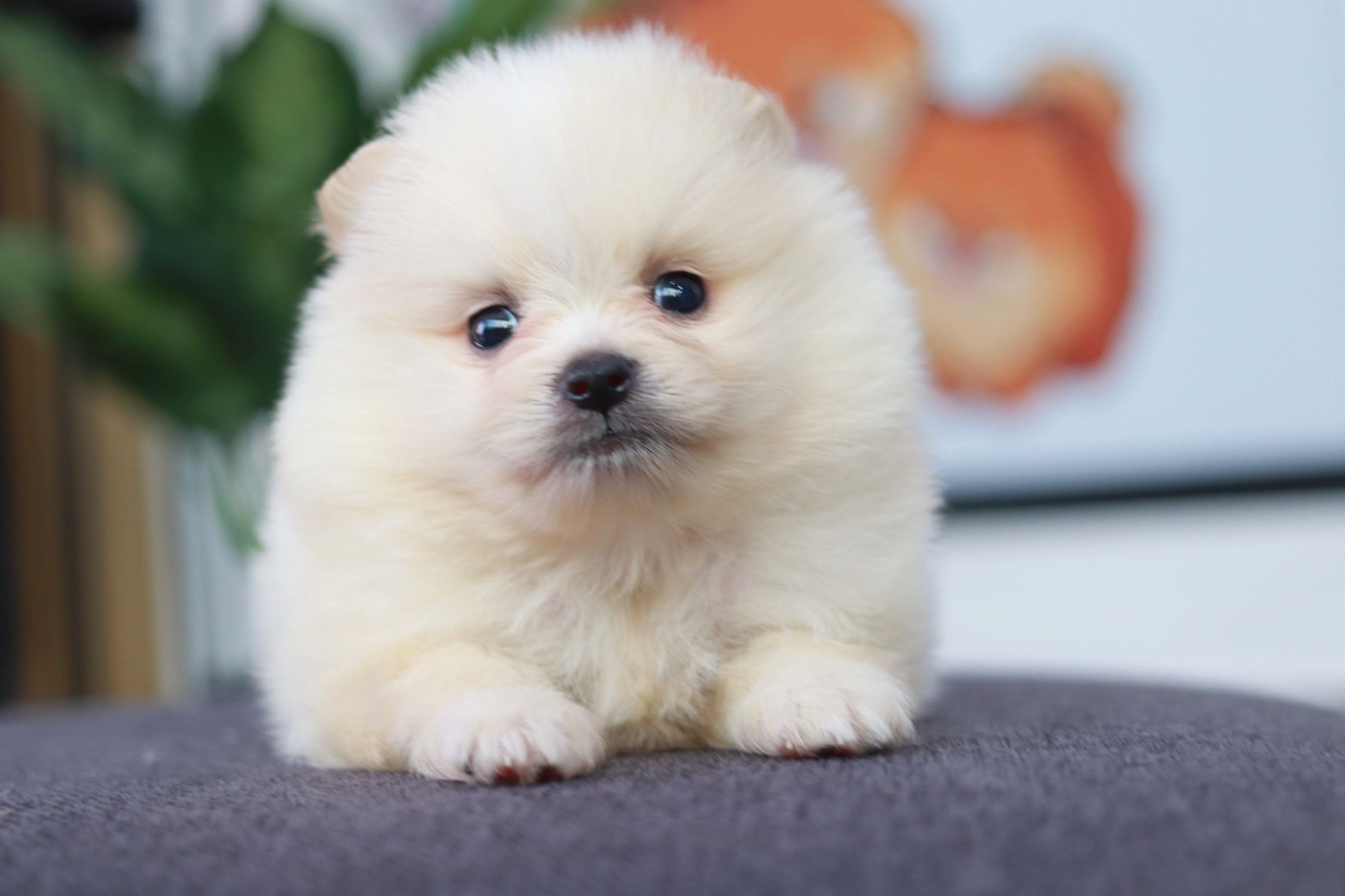 ปอมเมอเรเนียน เพศเมีย