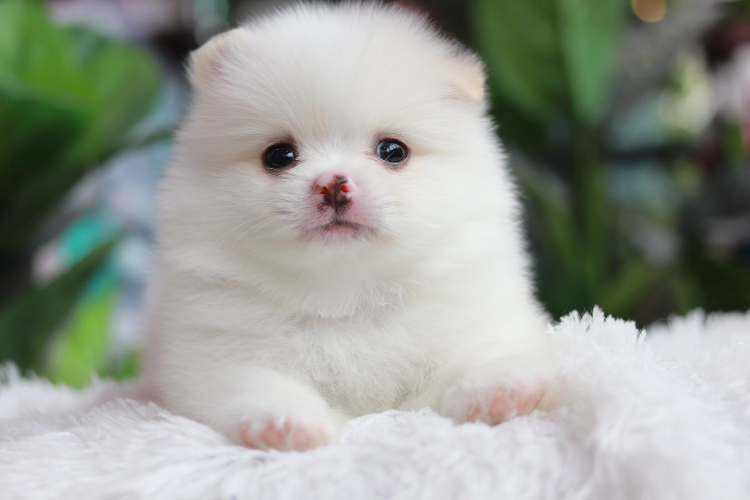 ปอมเมอเรเนียน เพศผู้ สีขาวหน้าฟ็อก ติดครีมตรงหู