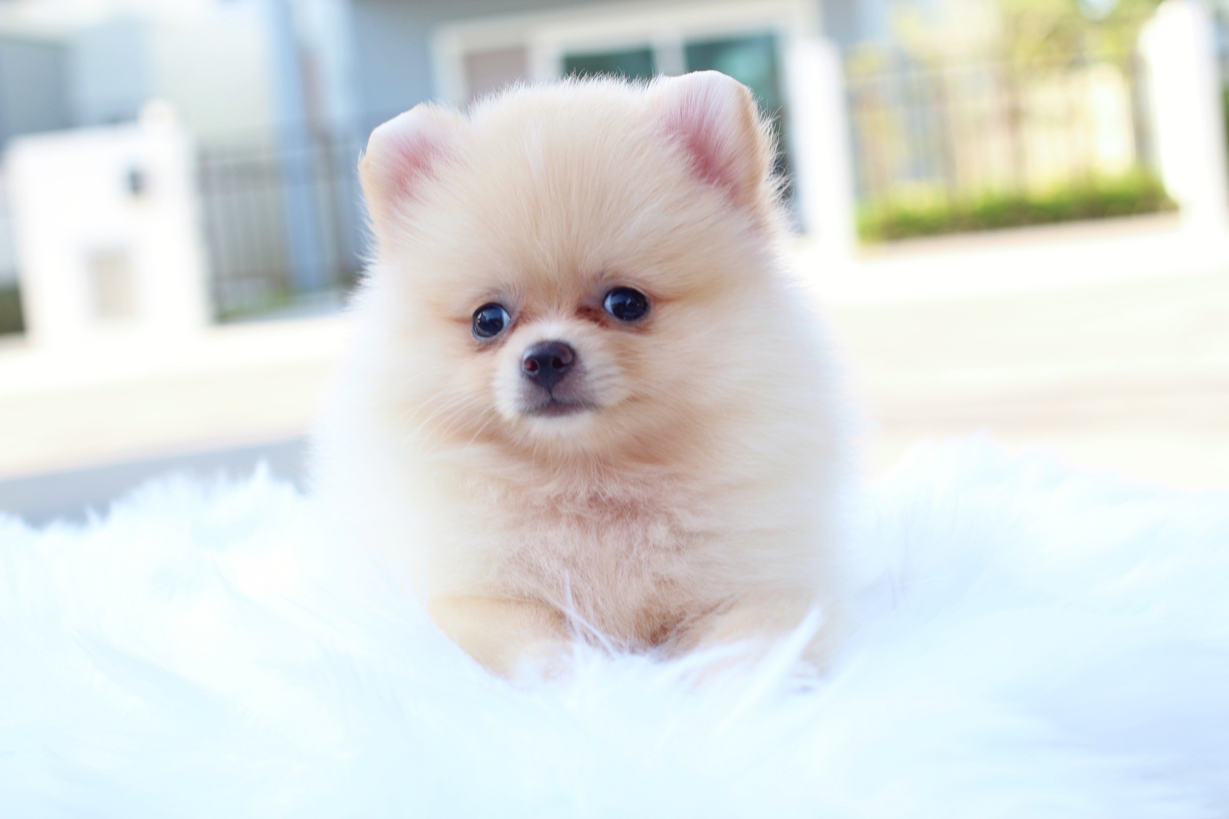 ปอมเมอเรเนียน เพศผู้ ครีม