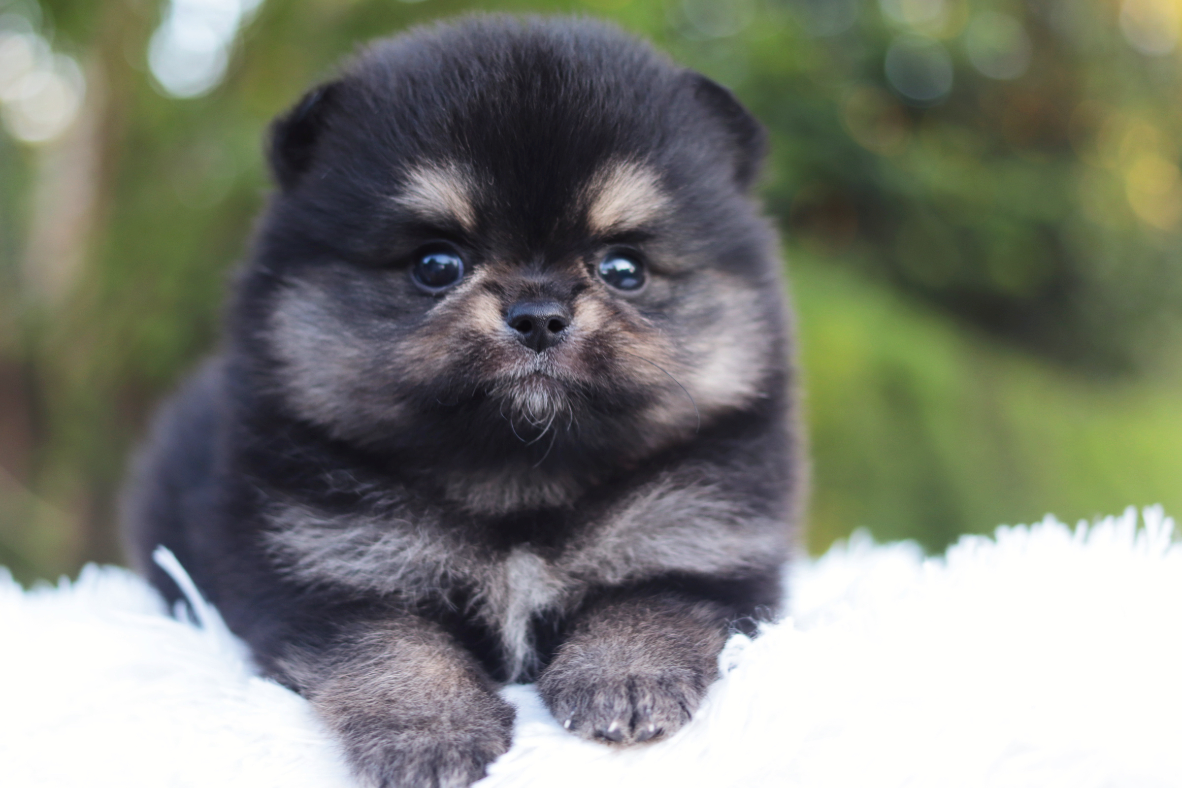 ปอมเมอเรเนียน เพศผู้แบล็คแทน