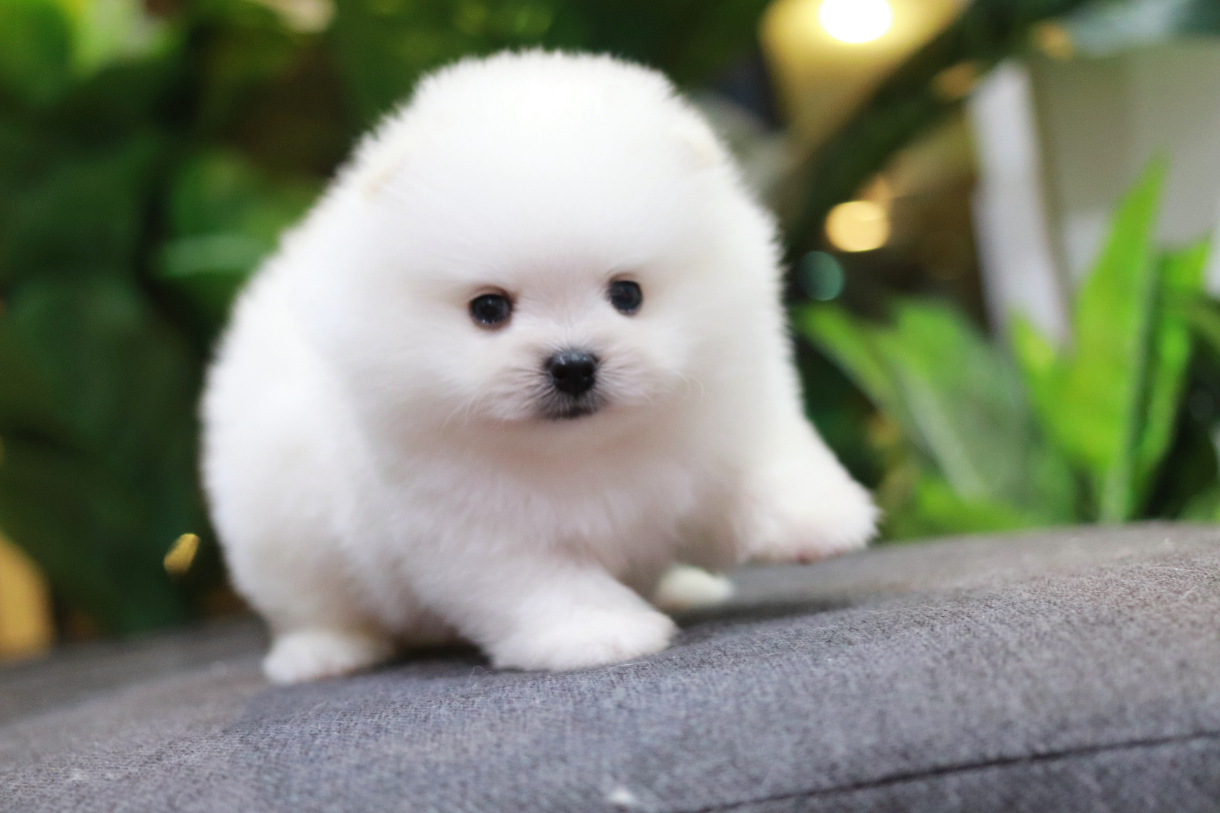 ปอมเมอเรเนียน เพศผู้