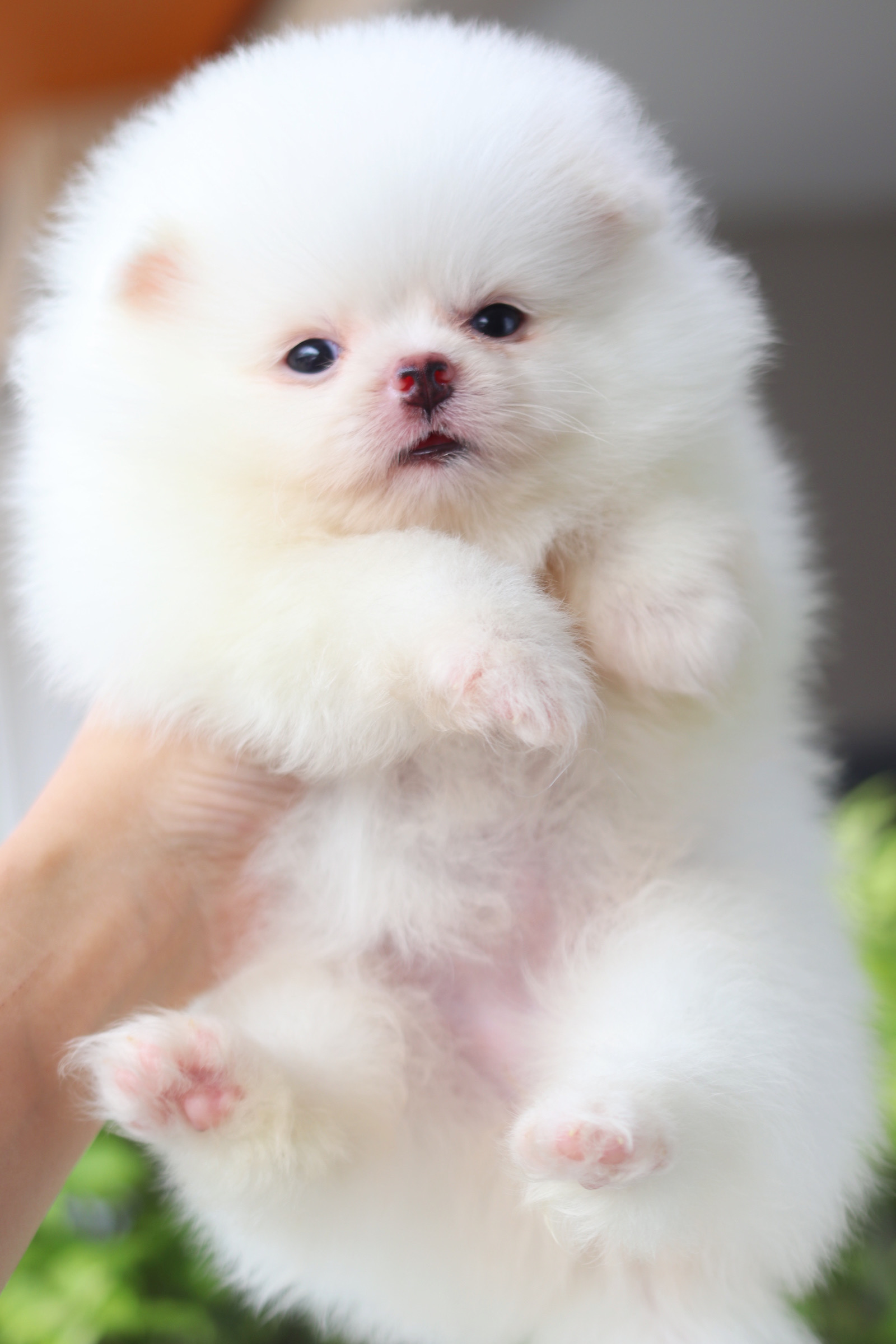 ปอมเมอเรเนียน เพศเมียสีขาวครีมเกรดโชว์