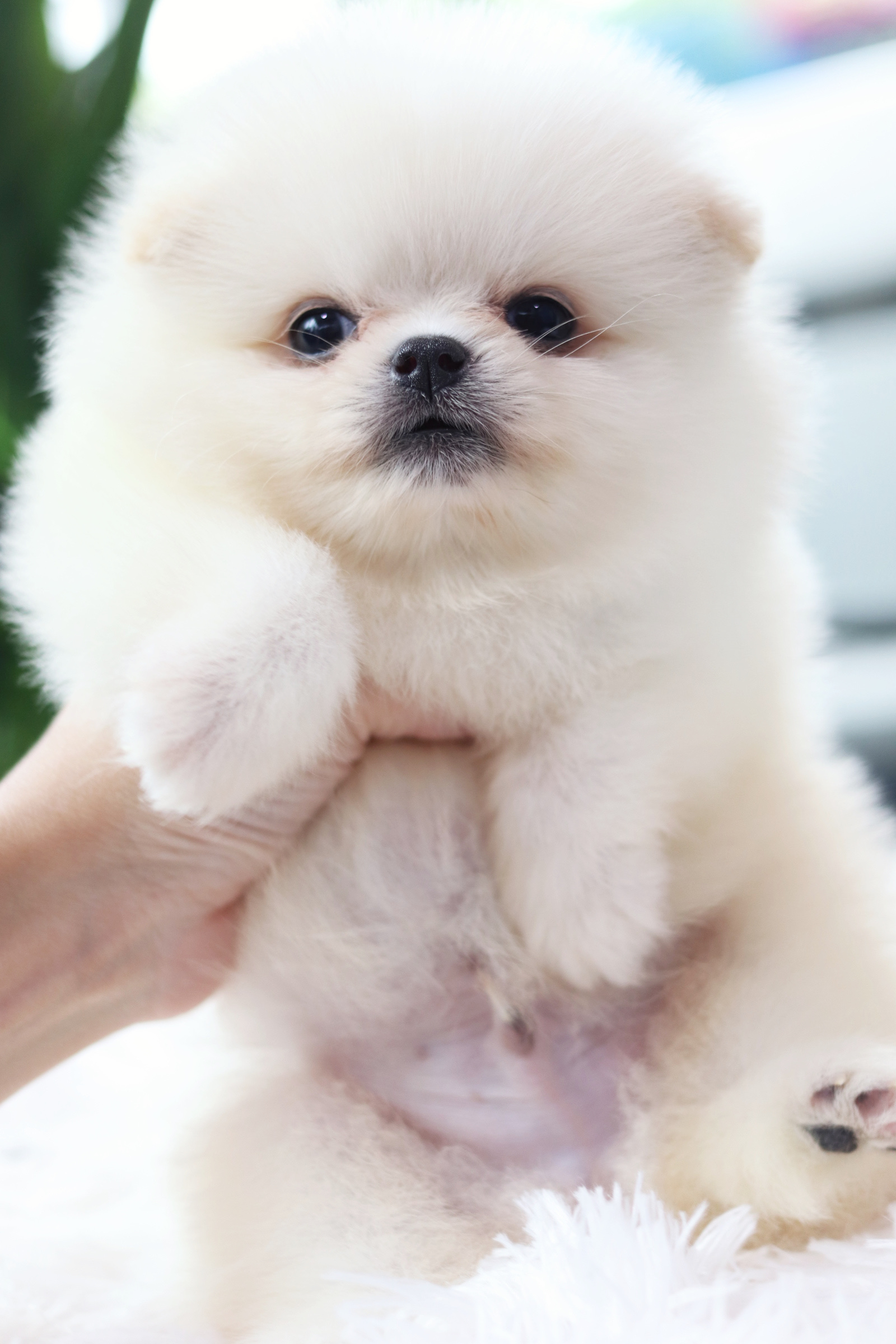 ปอมเมอเรเนียน เพศผู้ สีขาวครีม