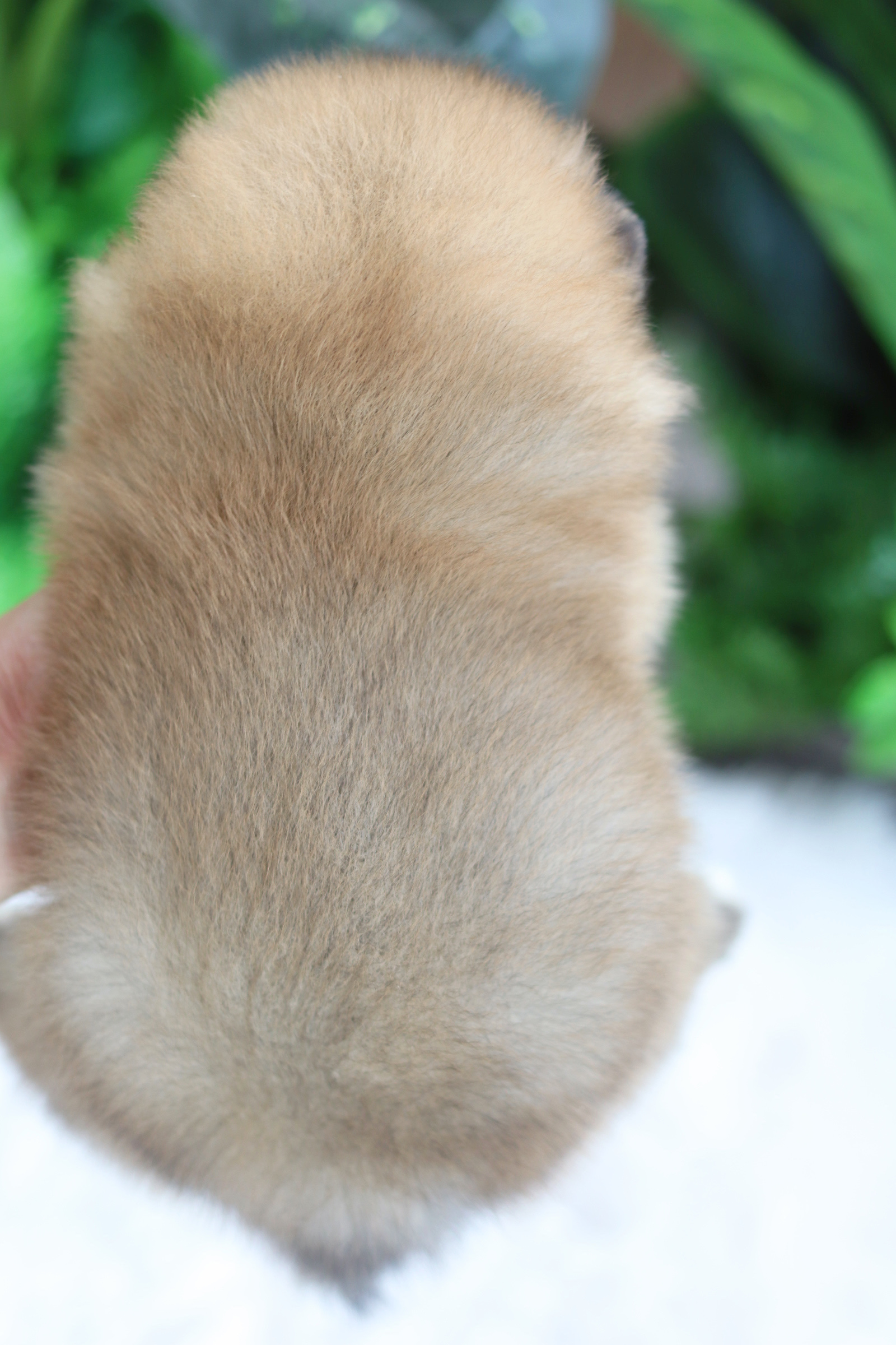 ปอมเมอเรเนียน เพศผู้ สีส้ม