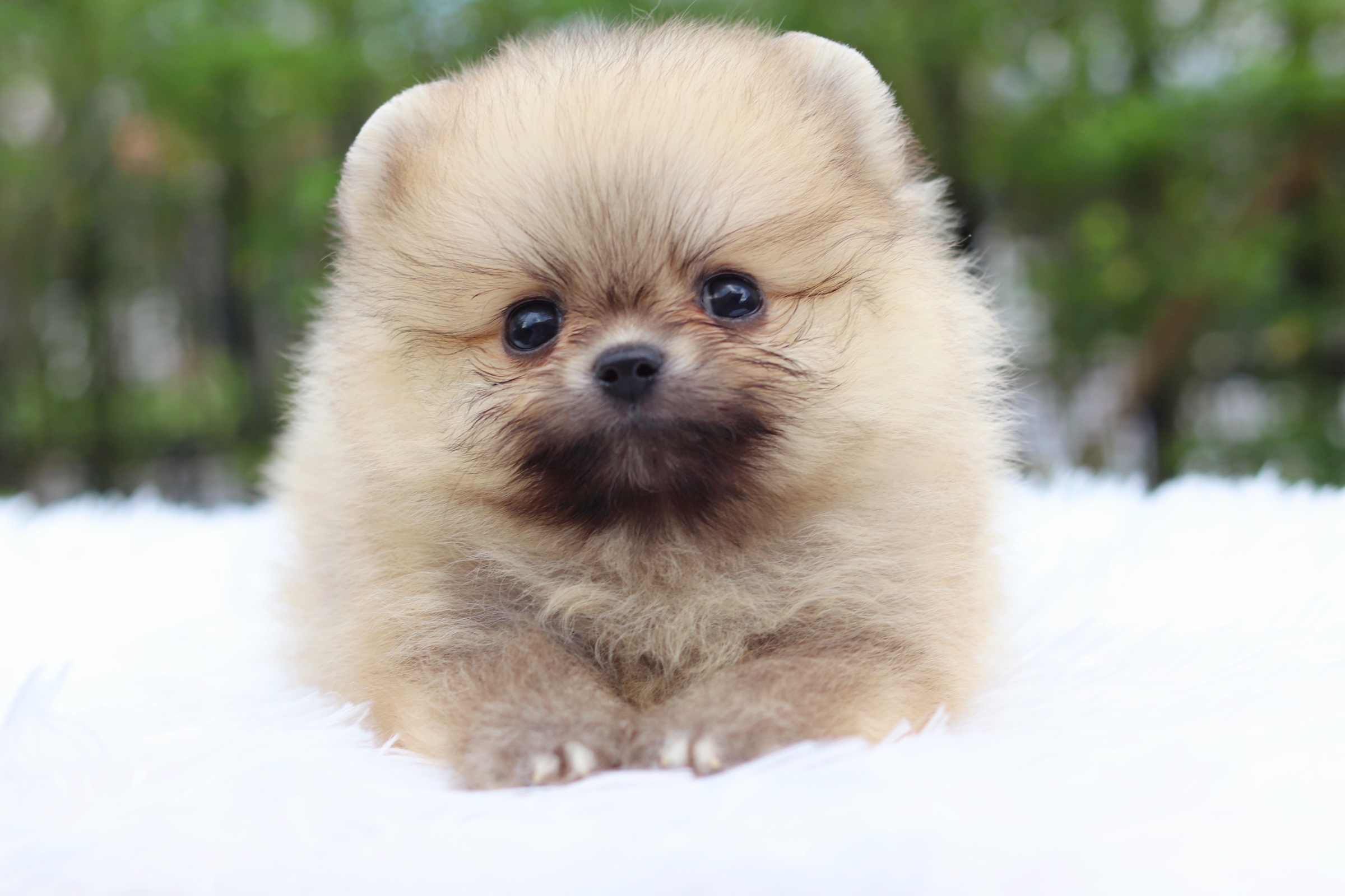 ปอมเมอเรเนียน เพศผู้ สีส้มไซส์เล็ก