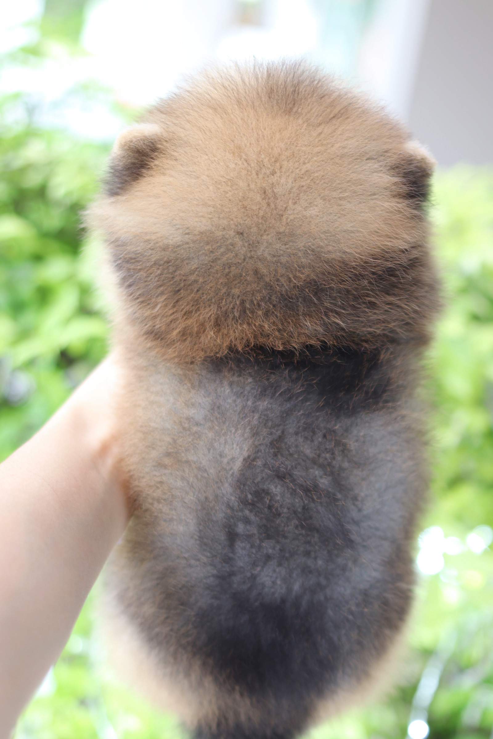 ปอมเมอเรเนียน เพศผู้สีส้ม เกรดโชว์