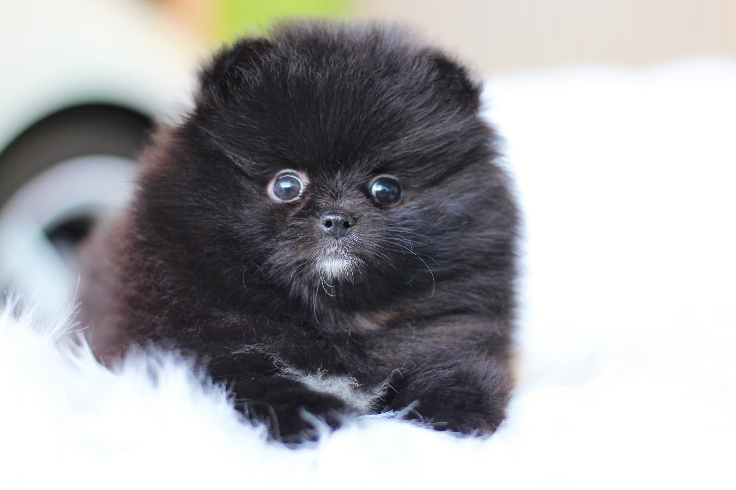 ปอมเมอเรเนียน เพศผู้ สีดำ