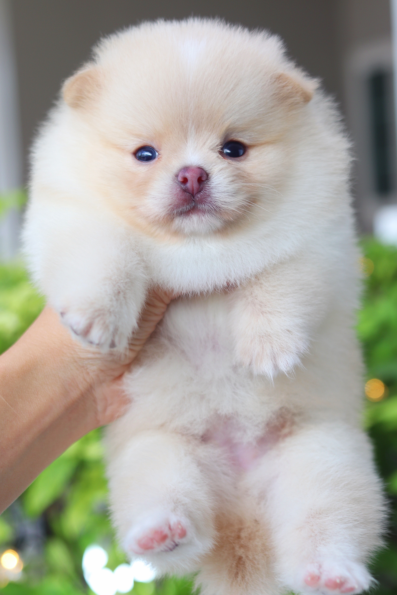 ปอมเมอเรเนียน เพศเมียสีครีม