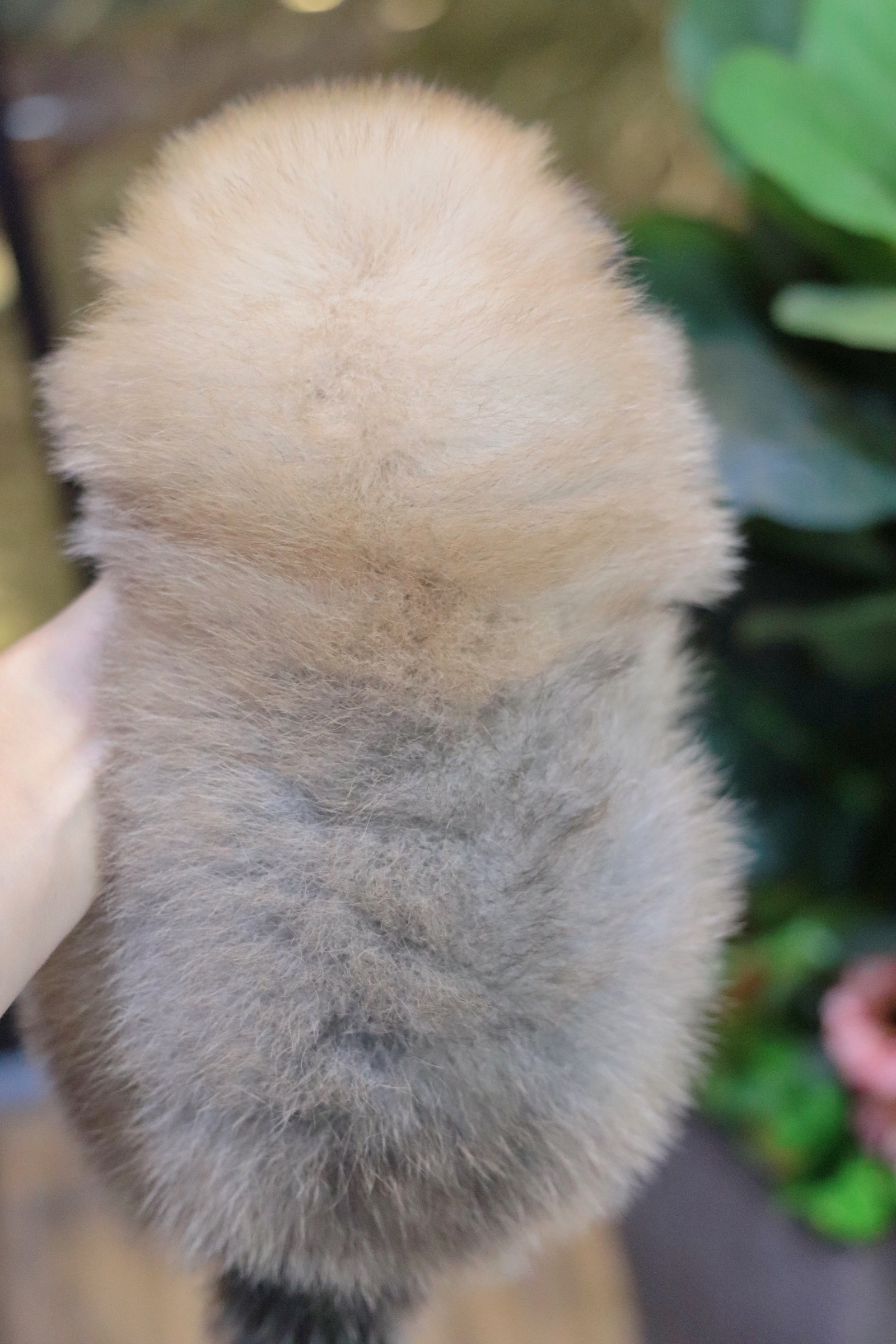 ปอมเมอเรเนียน เพศเมียสีส้ม