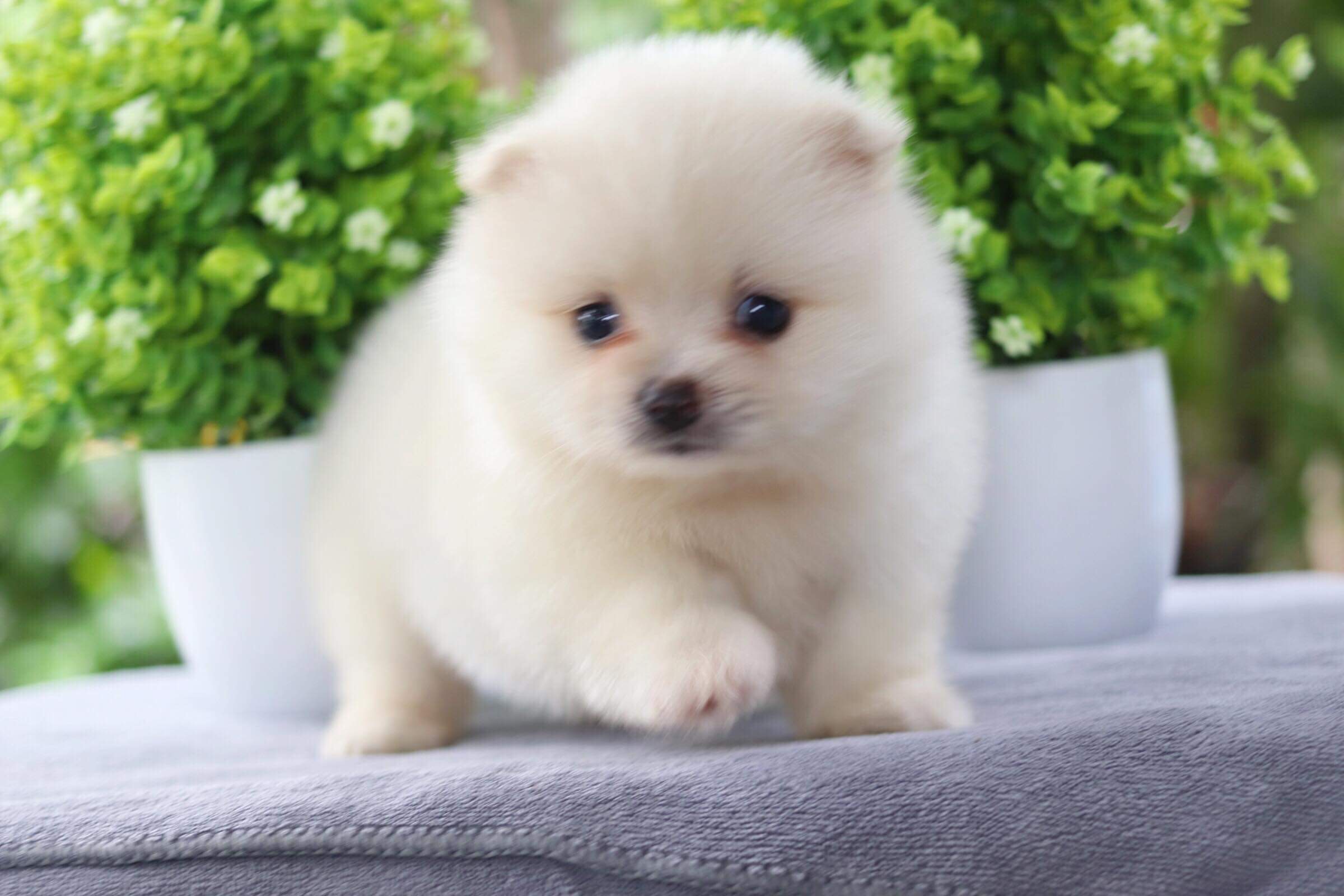 ปอมเมอเรเนียน เพศเมีย