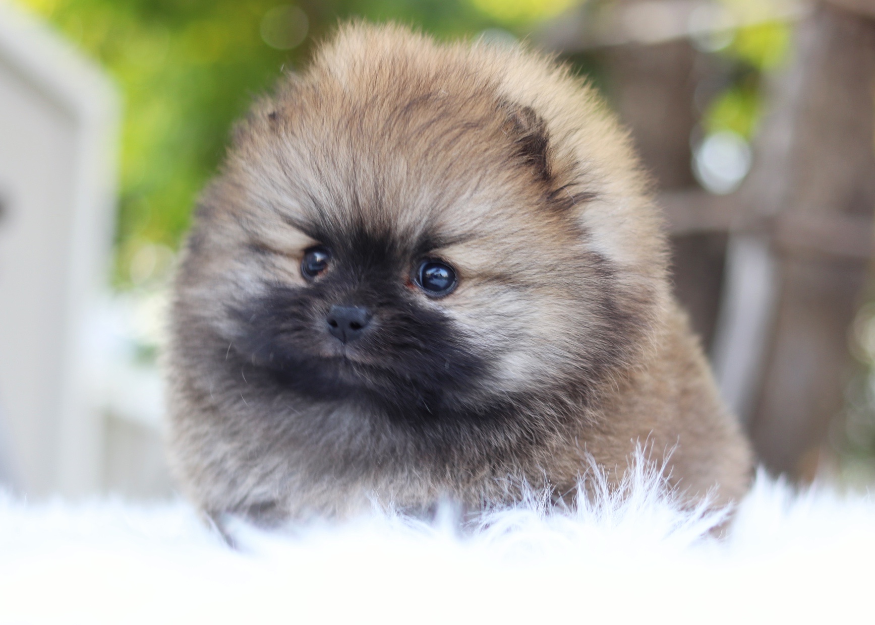 ปอมเมอเรเนียน เพศผู้ สีส้ม