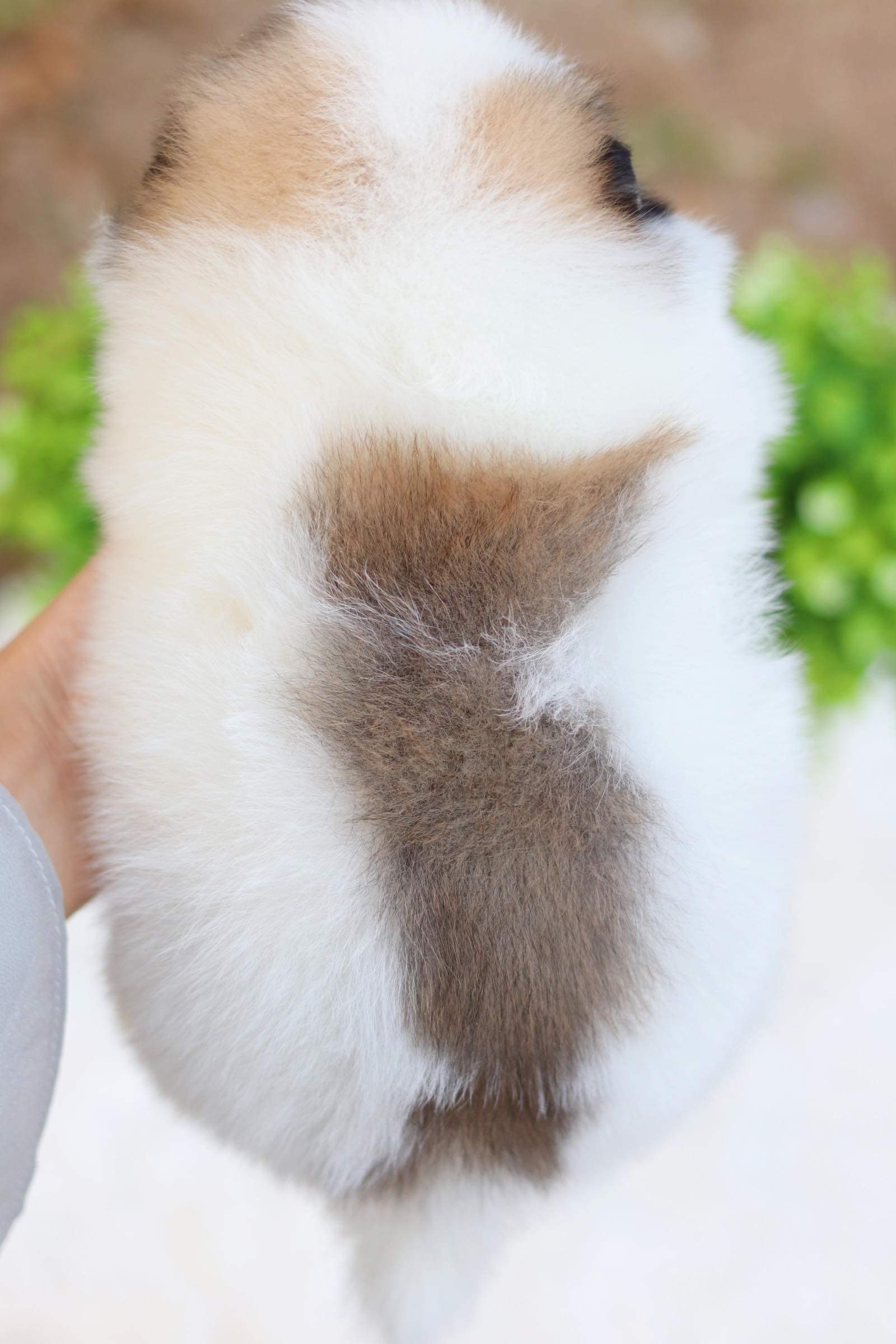 ปอมเมอเรเนียน เพศผู้