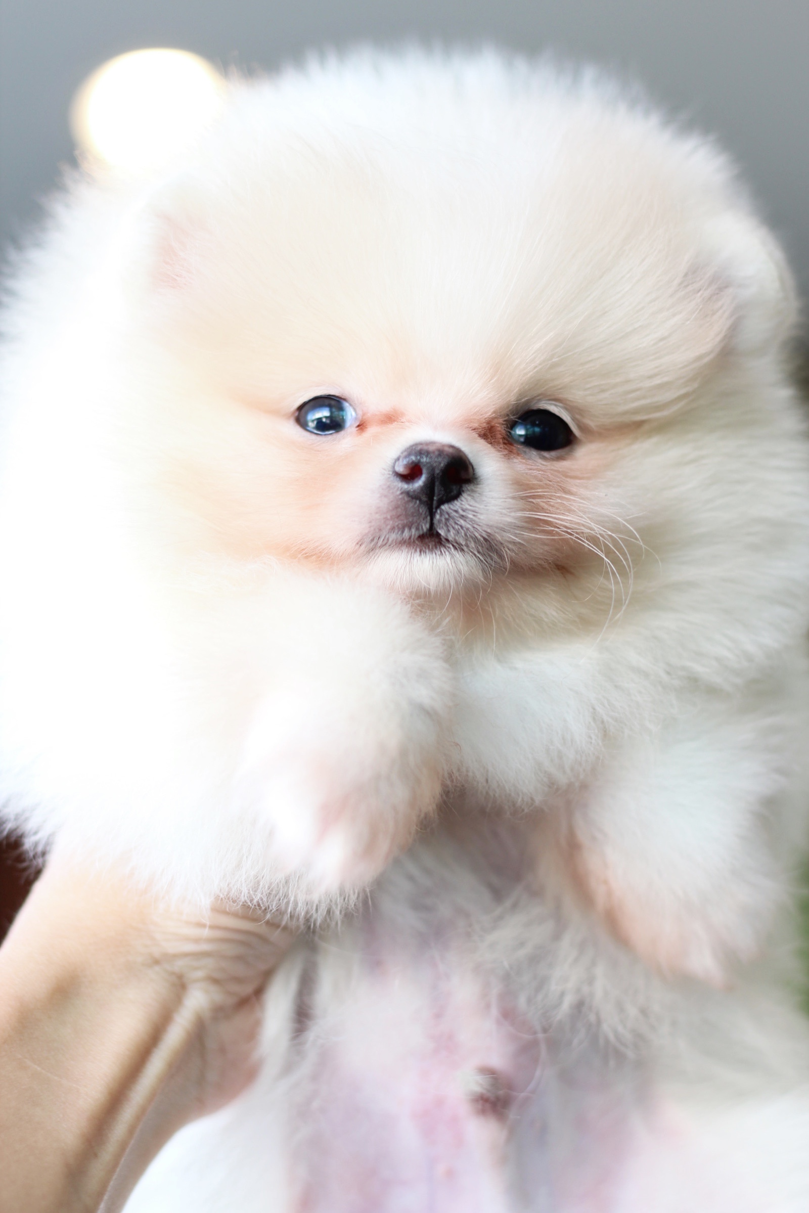 ปอมเมอเรเนียน เพศผู้สีครีม