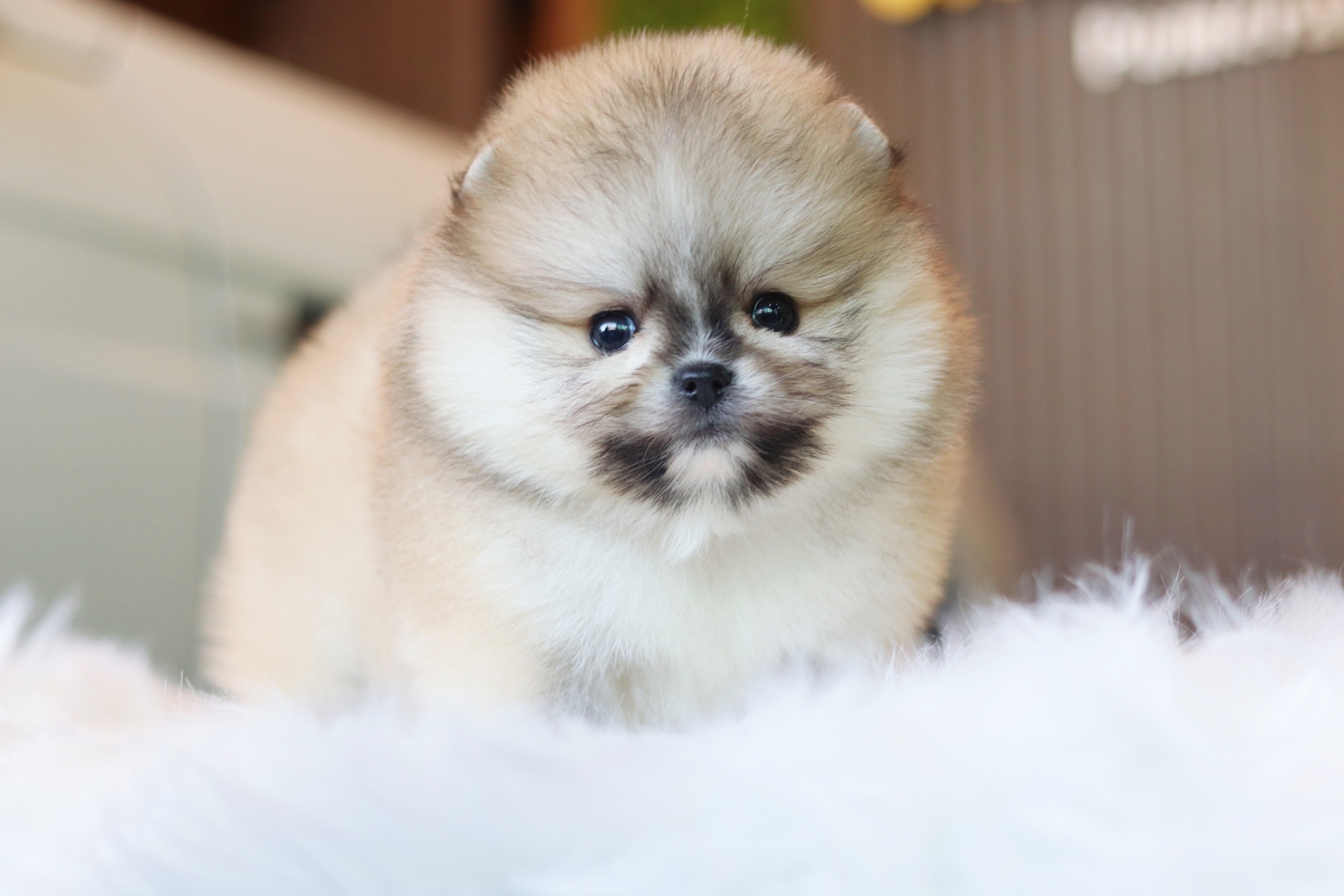 ปอมเมอเรเนียน เพศผู้ สีส้มเกรดโชว์