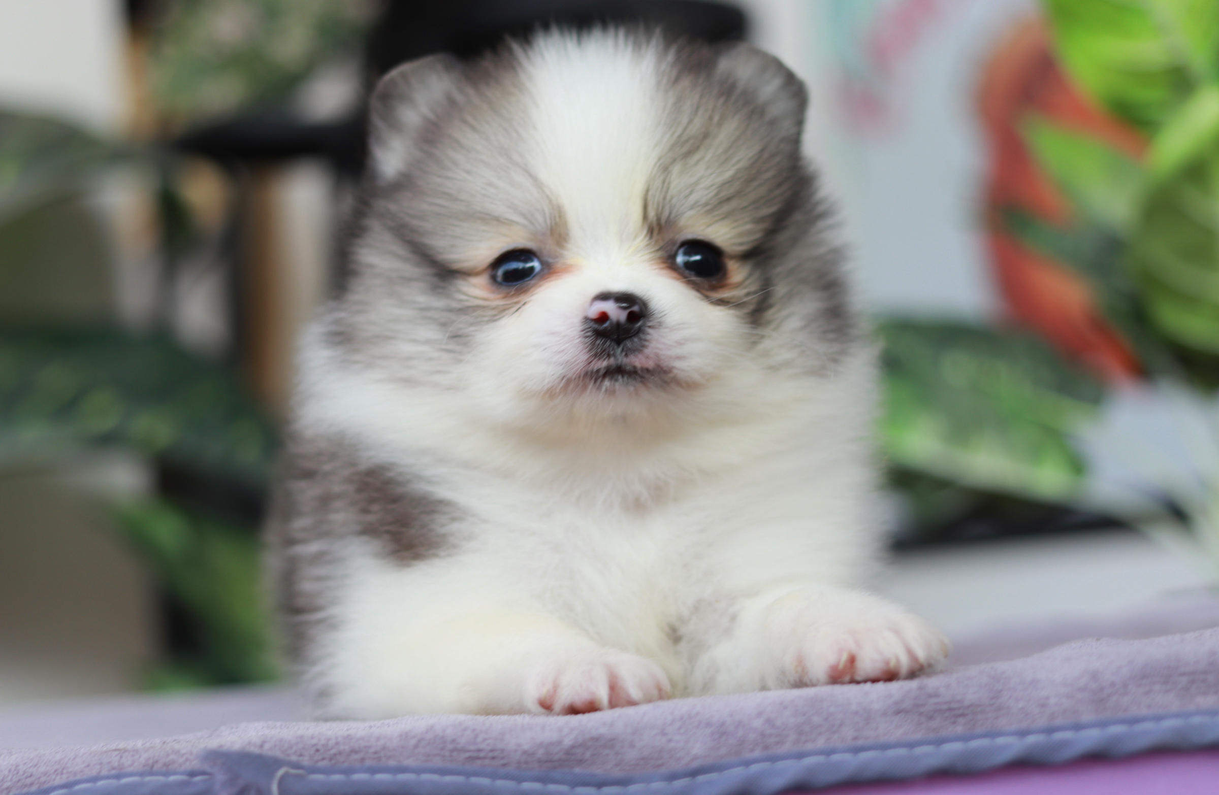 ปอมเมอเรเนียน เพศผู้