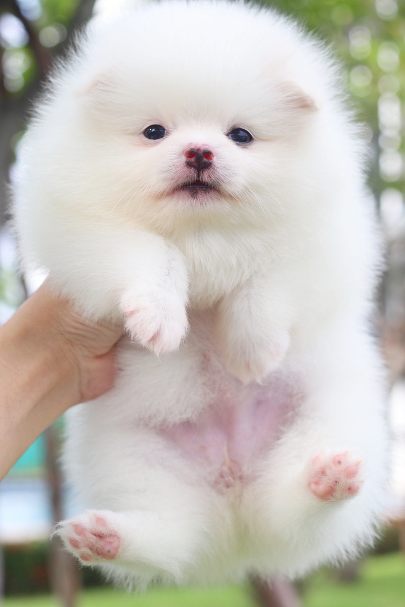 ปอมเมอเรเนียน เพศเมียสีขาวครีม