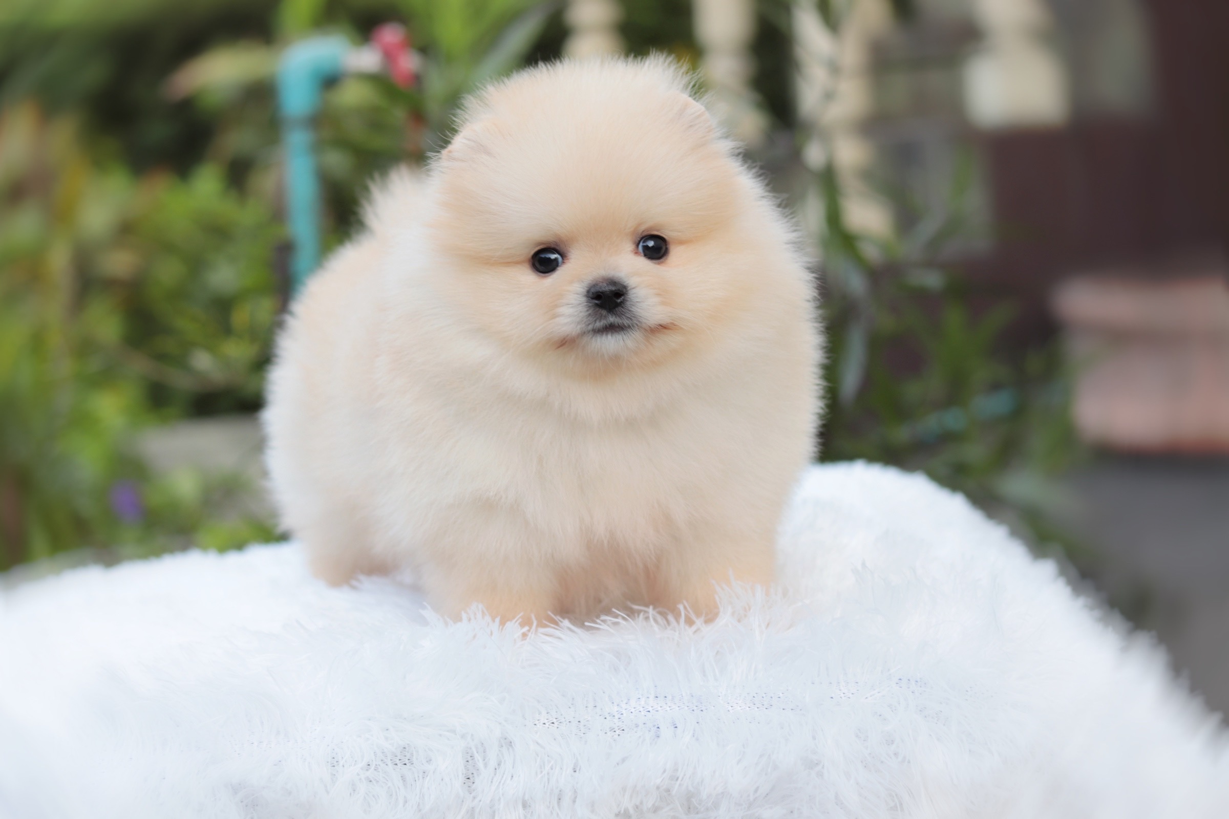 ปอมเมอเรเนียน เพศผู้สีครีม