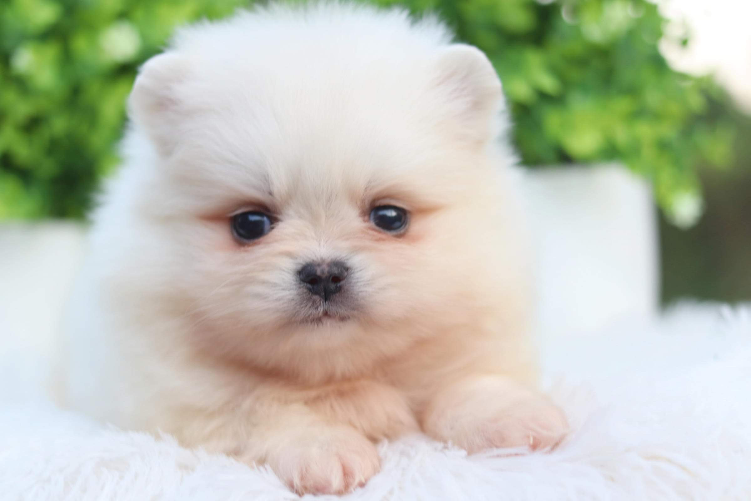 ปอมเมอเรเนียน เพศเมีย